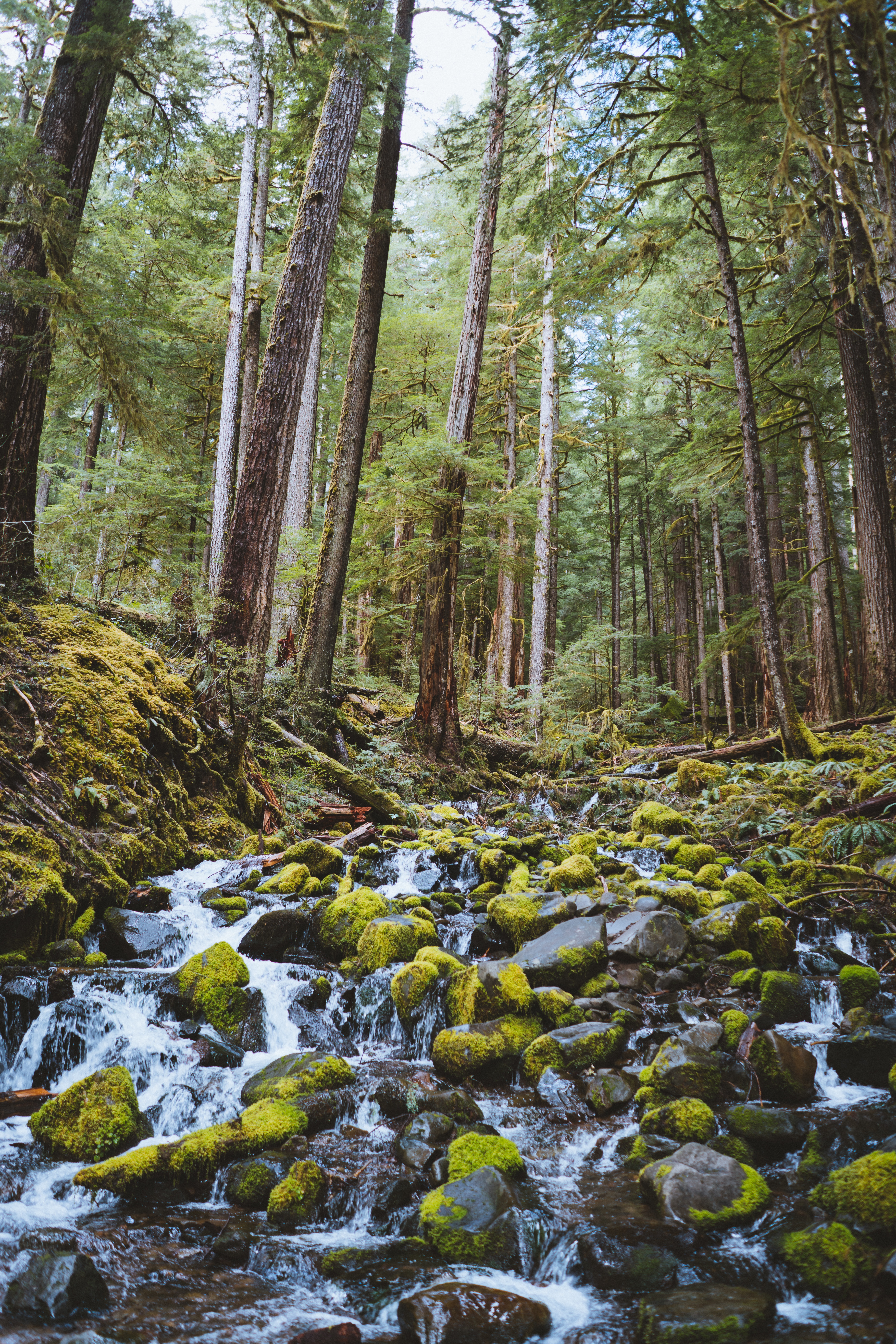 Laden Sie das Natur, Stones, Fließen, Fluss, Wald, Wasserfall-Bild kostenlos auf Ihren PC-Desktop herunter