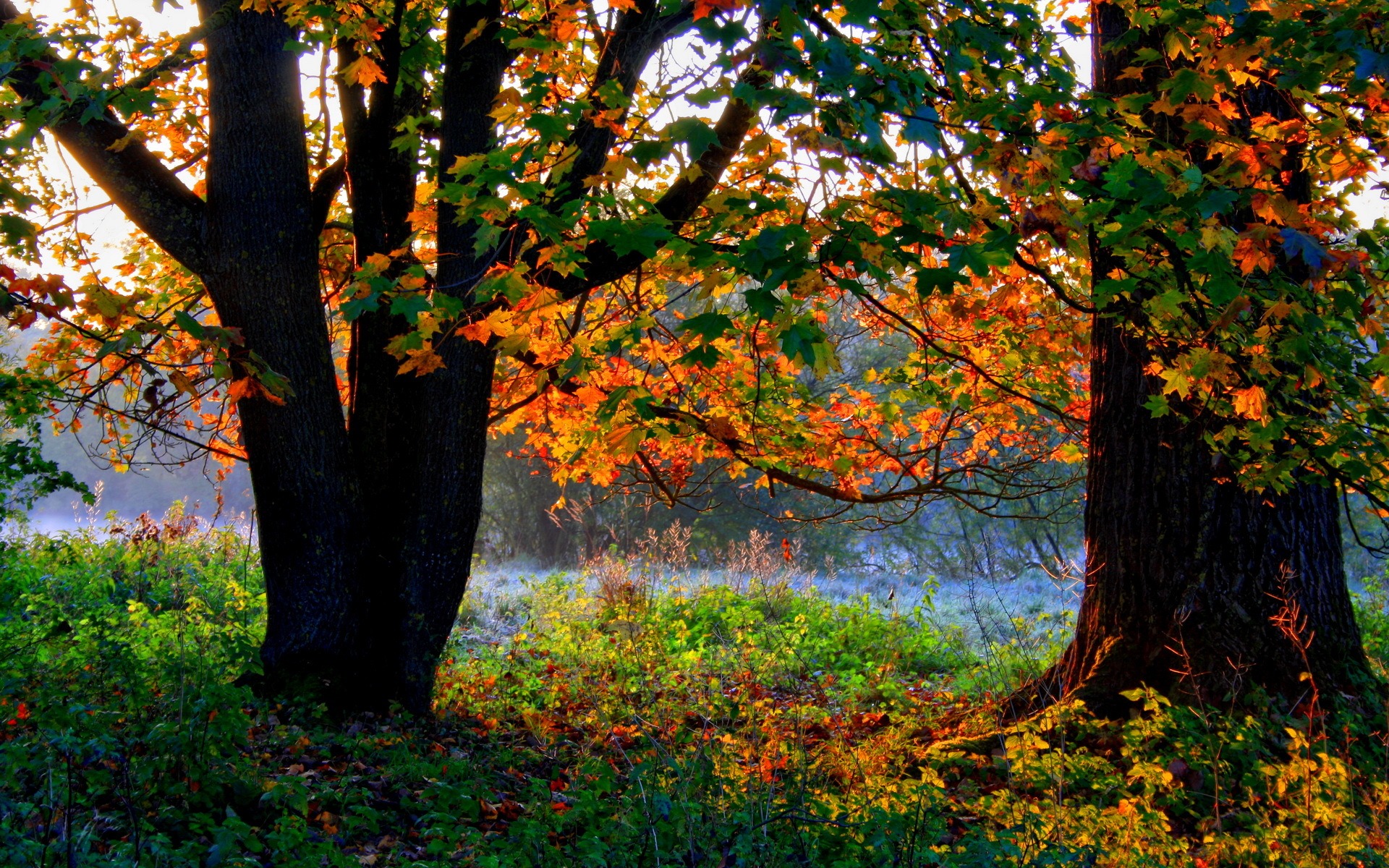 Laden Sie das Natur, Bäume, Herbst, Baum, Ast, Erde/natur-Bild kostenlos auf Ihren PC-Desktop herunter