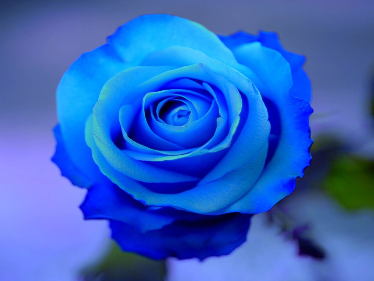 Laden Sie das Rose, Erde/natur-Bild kostenlos auf Ihren PC-Desktop herunter