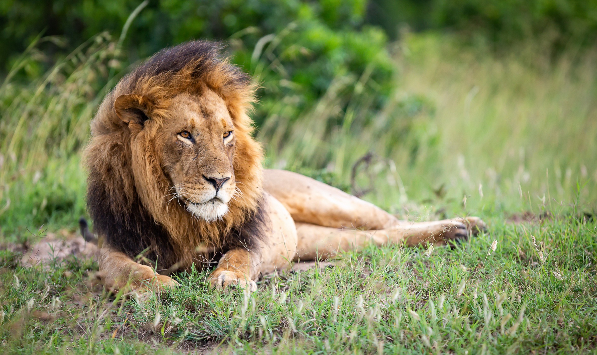 Téléchargez des papiers peints mobile Lion, Chats, Animaux gratuitement.