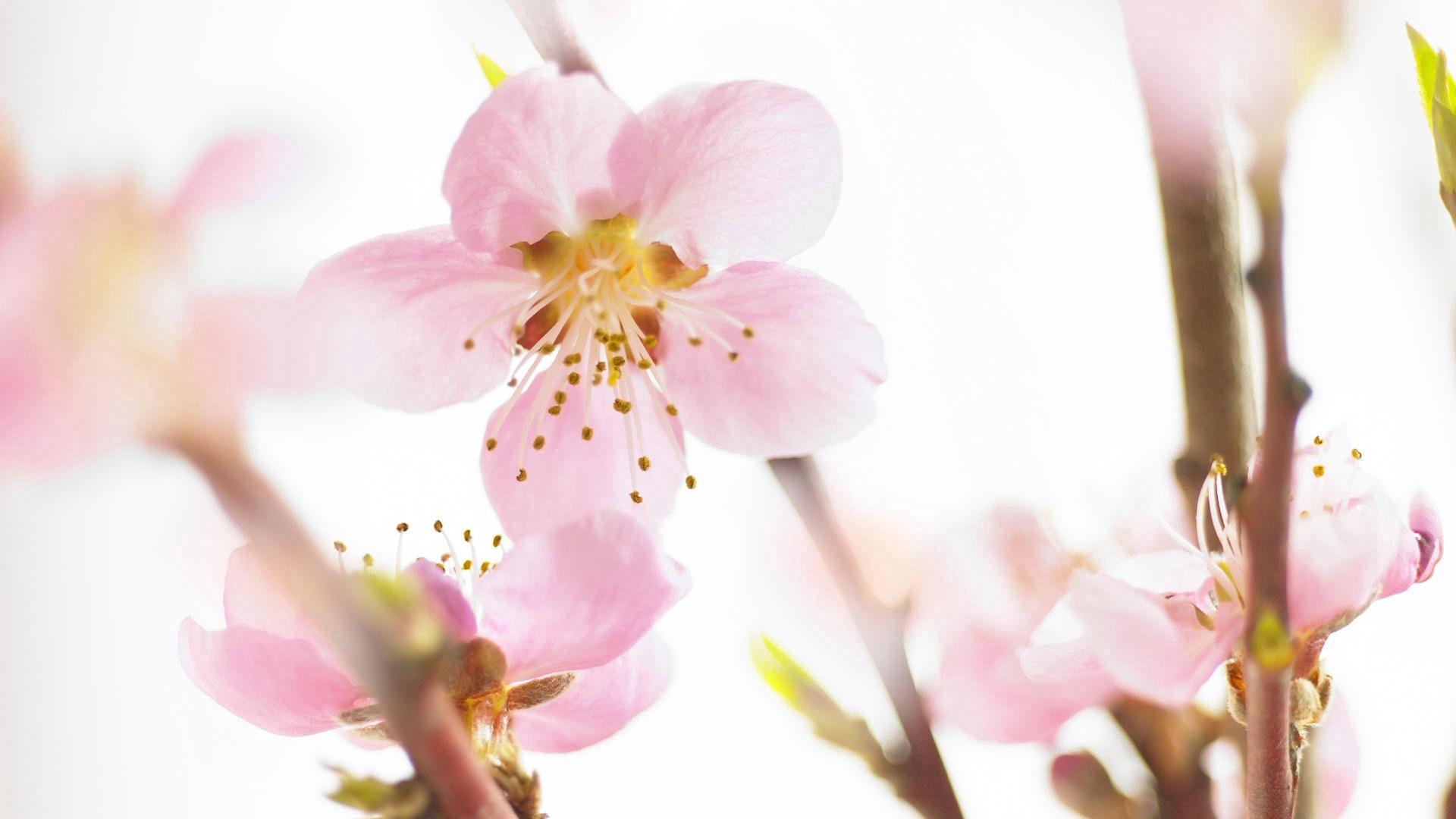 Free download wallpaper Flowers, Macro, Branch, Bloom, Flowering, Spring on your PC desktop