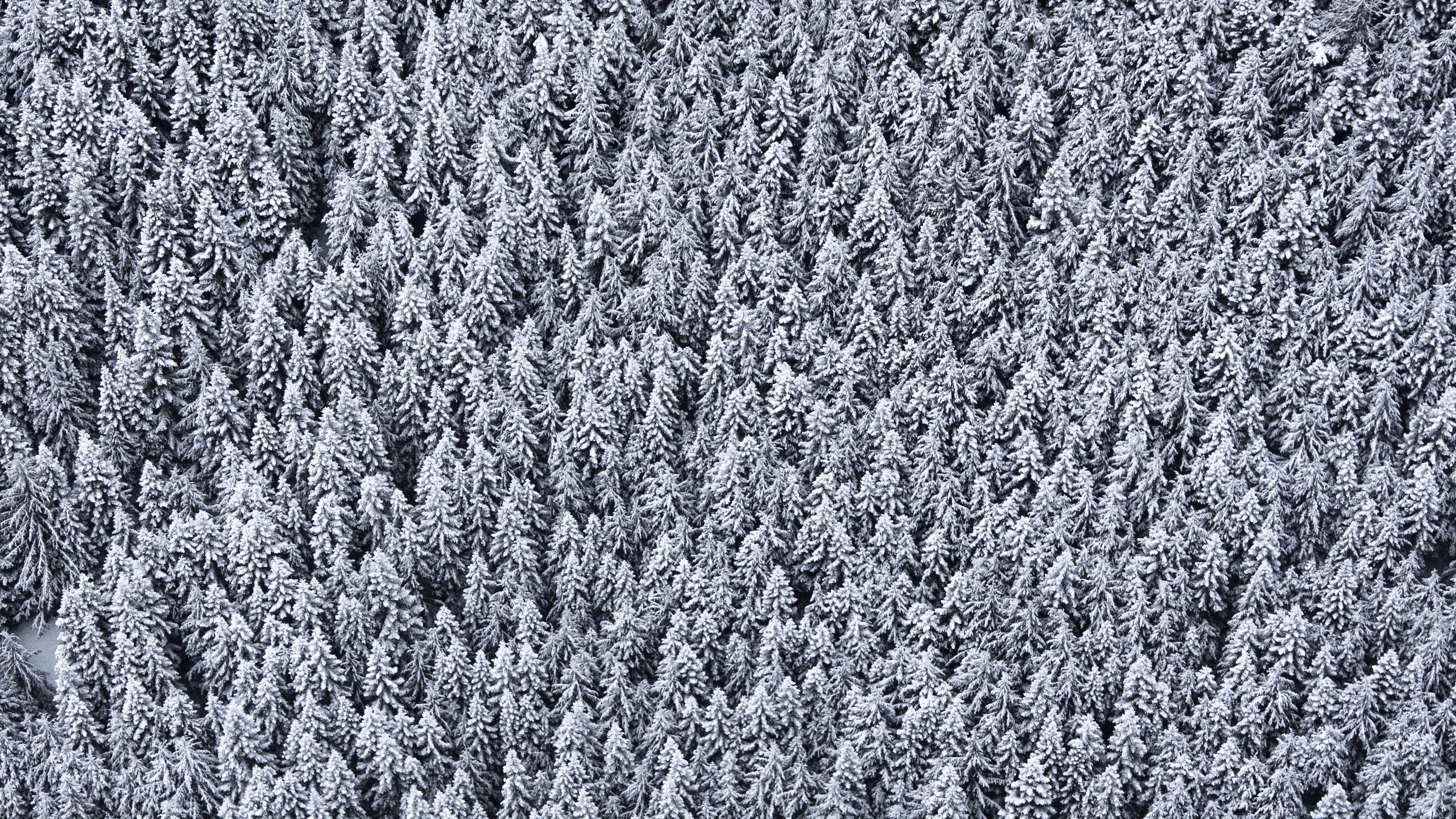 Laden Sie das Bäume, Schneebedeckt, Snowbound, Natur, Schnee, Blick Von Oben-Bild kostenlos auf Ihren PC-Desktop herunter