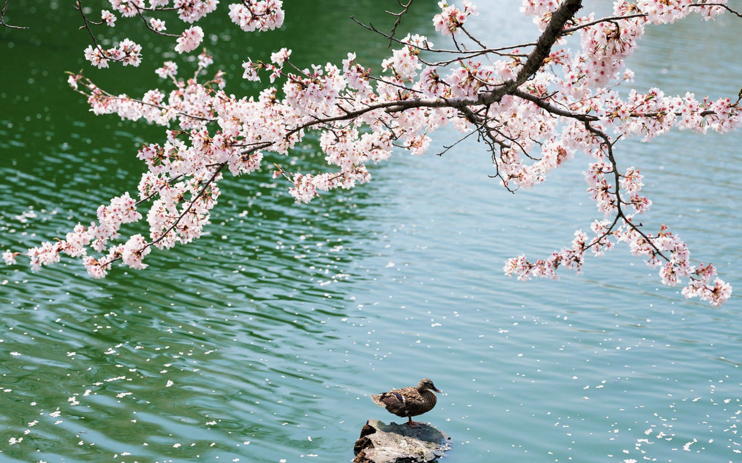 sakura, animals, lake, bird, sit, field, duck