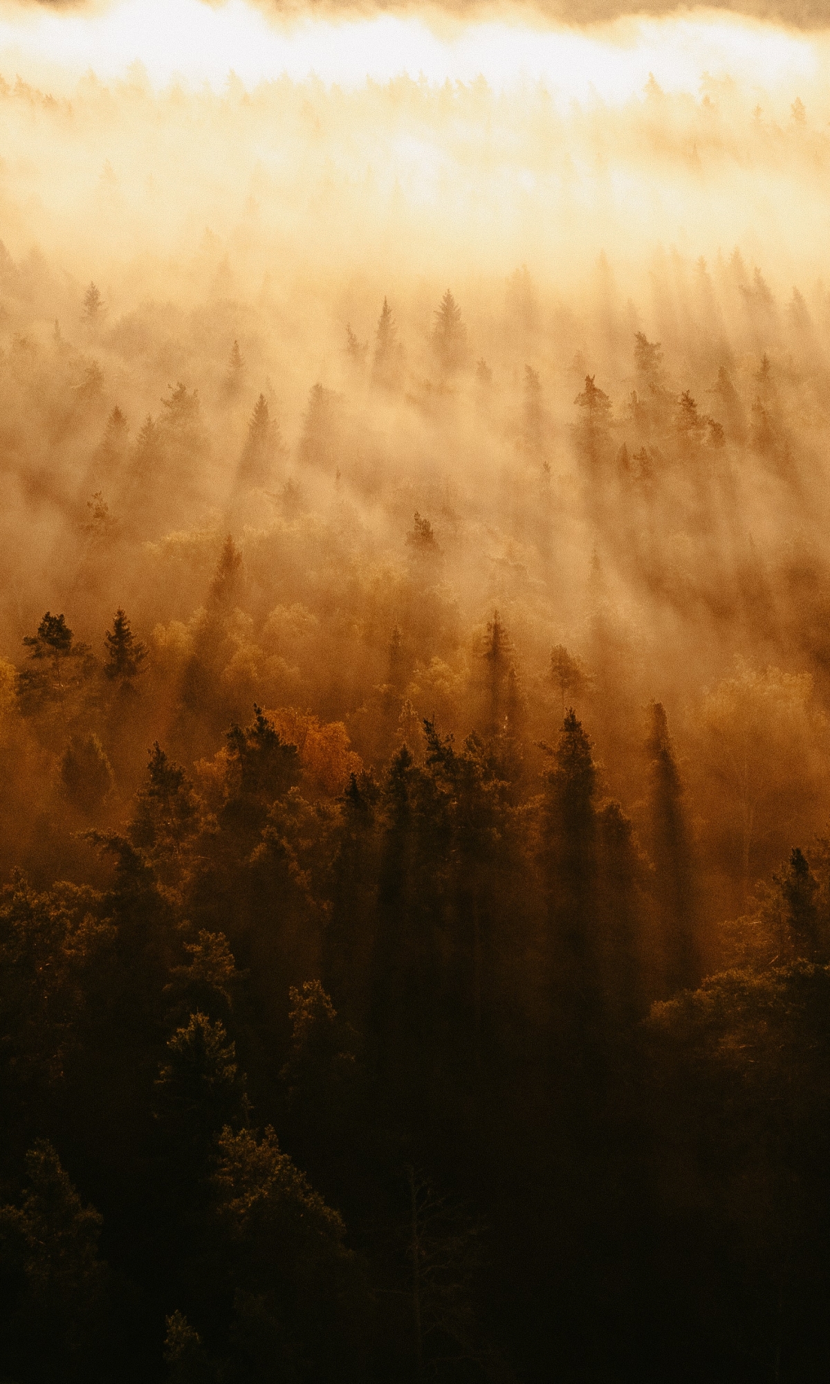Скачать картинку Лес, Туман, Солнечный Луч, Земля/природа, Солнечный Боб в телефон бесплатно.