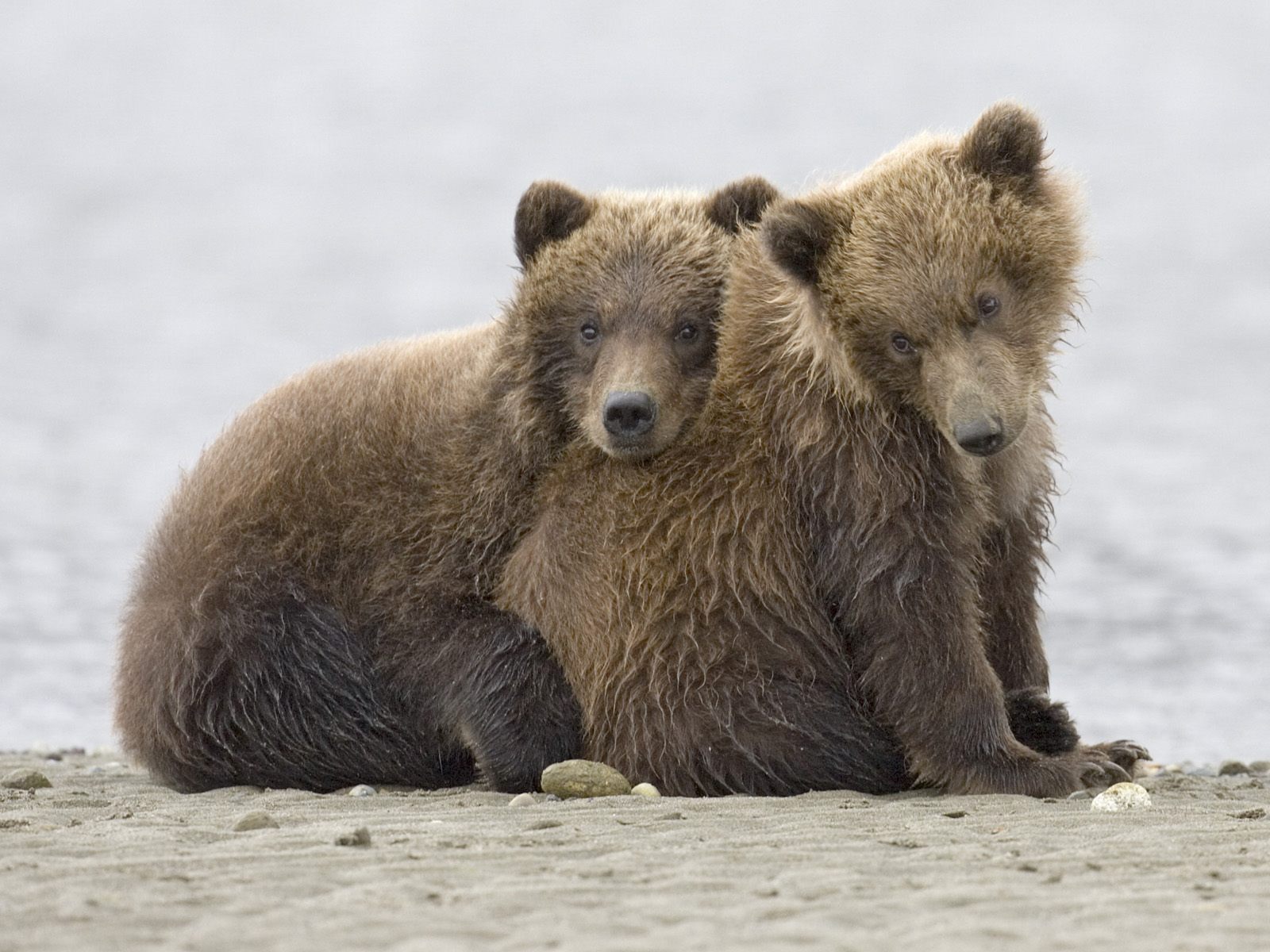161381 télécharger l'image ours, animaux, grizzli, alaska, oursons grizzlis, parc national de katmaï - fonds d'écran et économiseurs d'écran gratuits