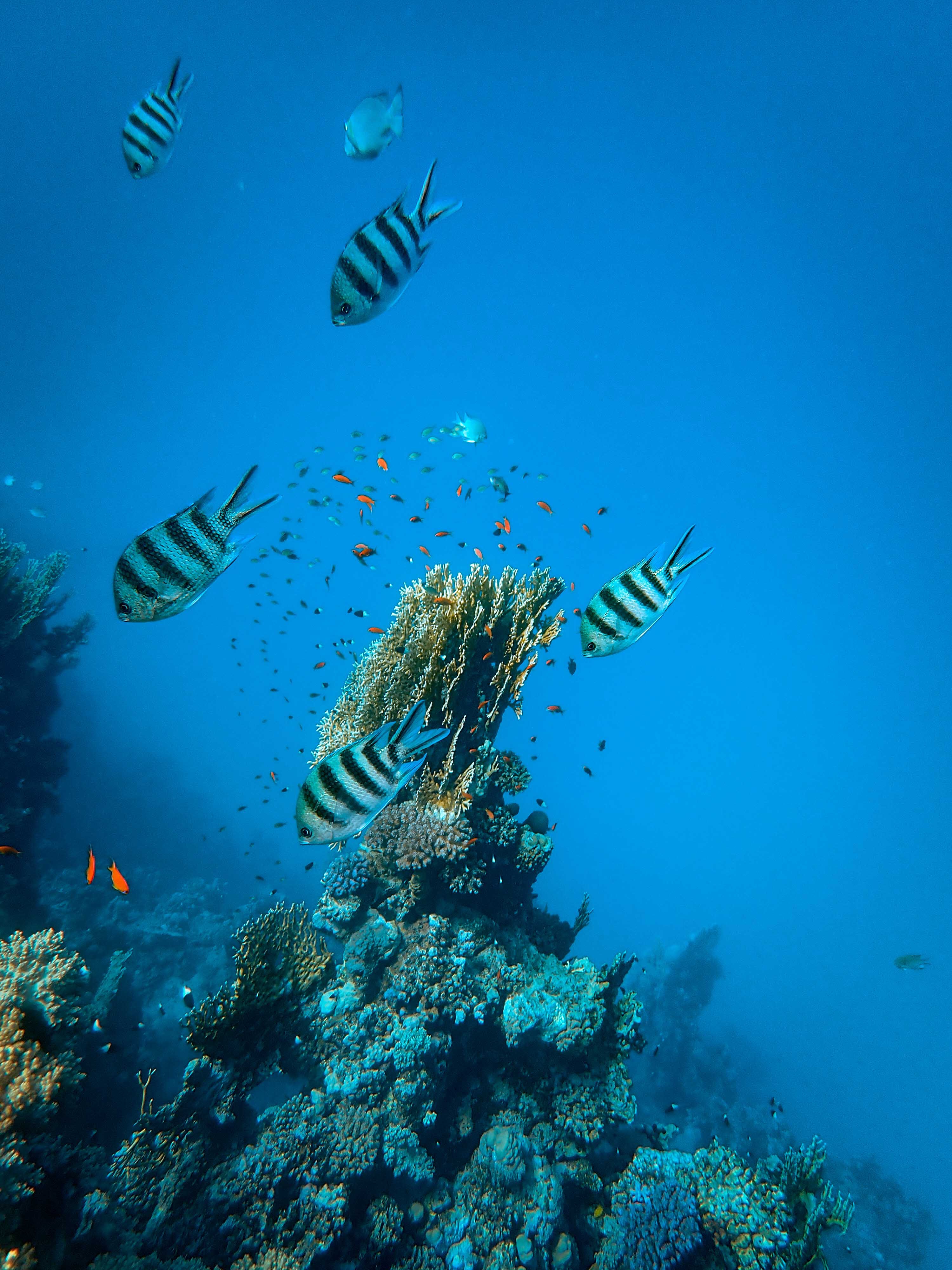 68802 скачать картинку водоросли, аквариум, животные, рыбы, кораллы - обои и заставки бесплатно