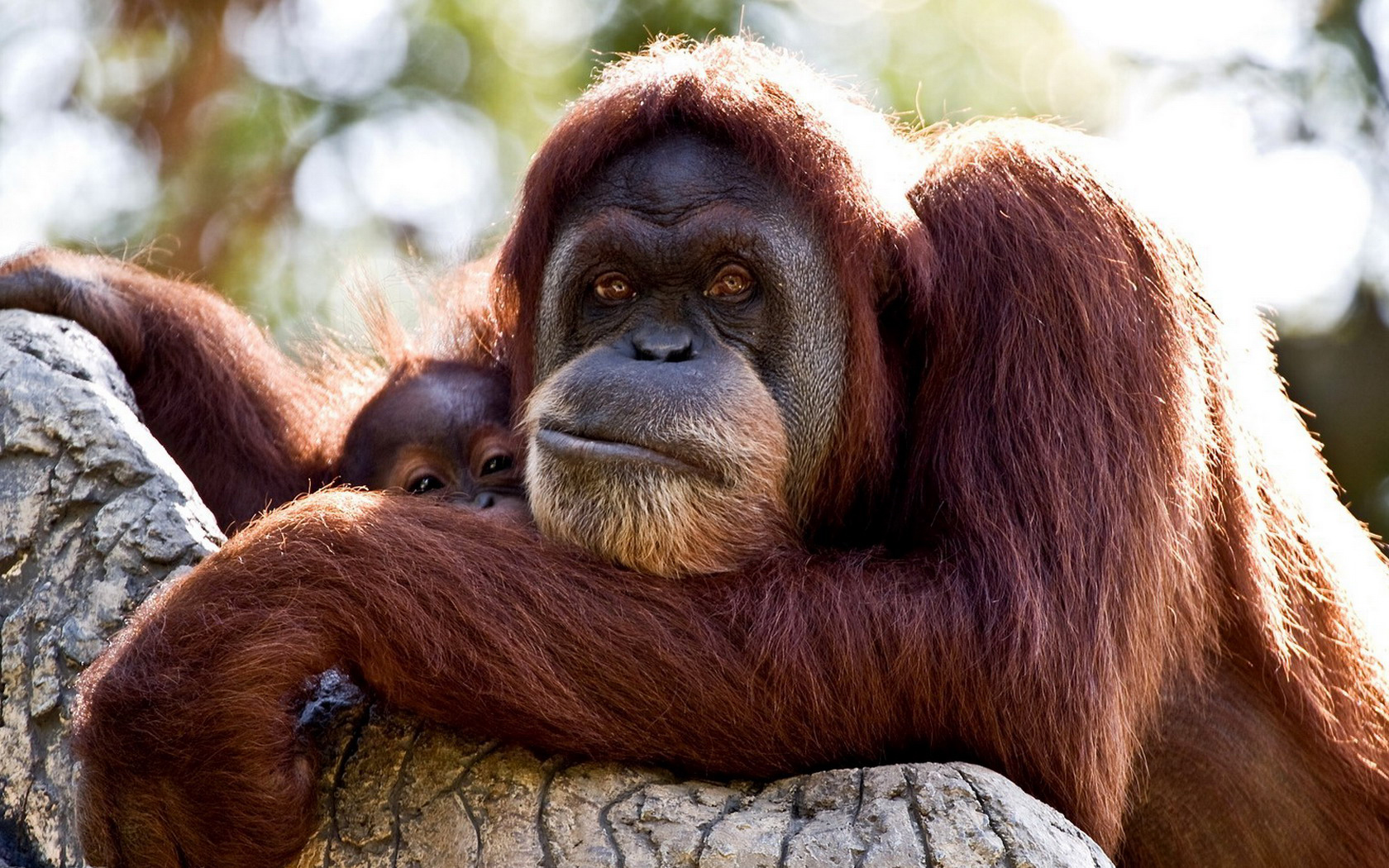 284988 télécharger le fond d'écran animaux, orang outan, singes - économiseurs d'écran et images gratuitement