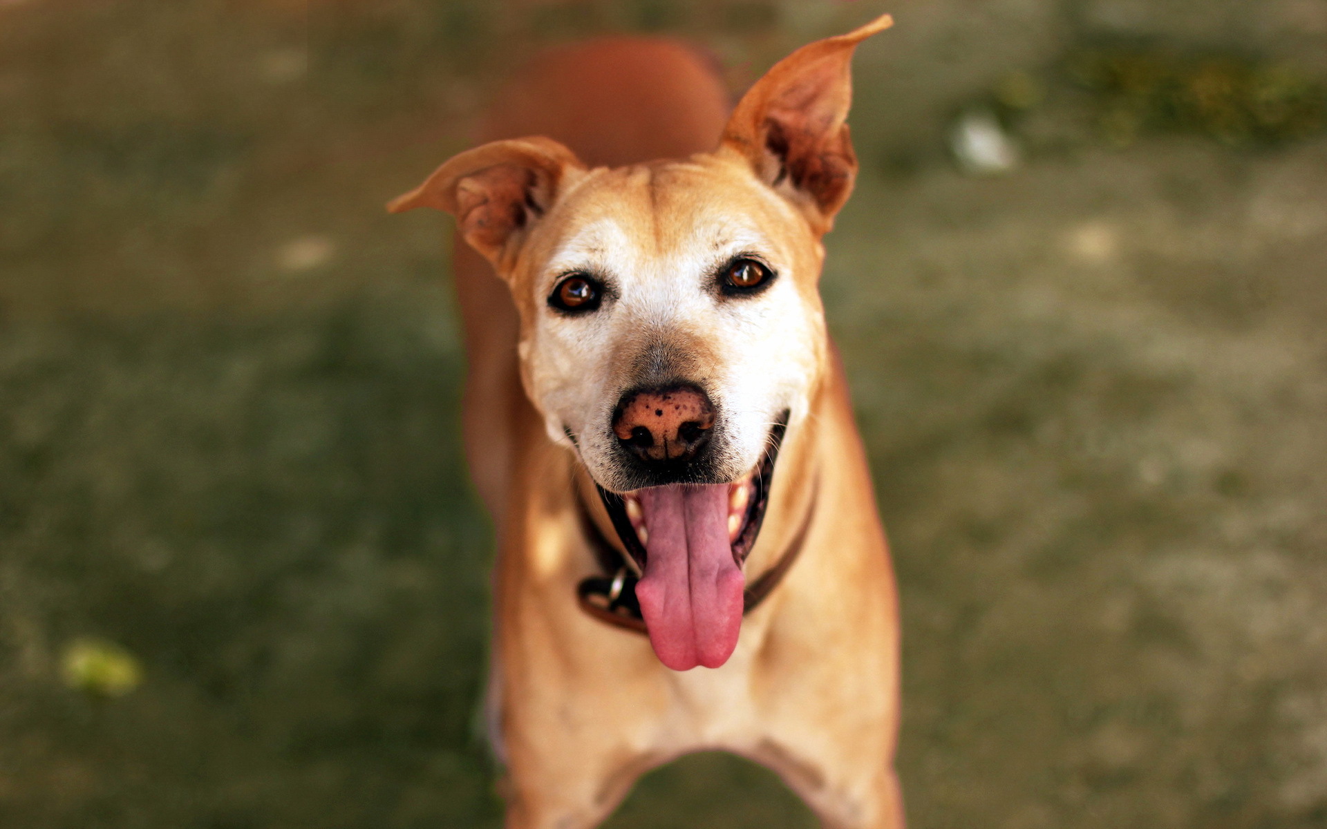 Handy-Wallpaper Tiere, Hunde, Hund kostenlos herunterladen.