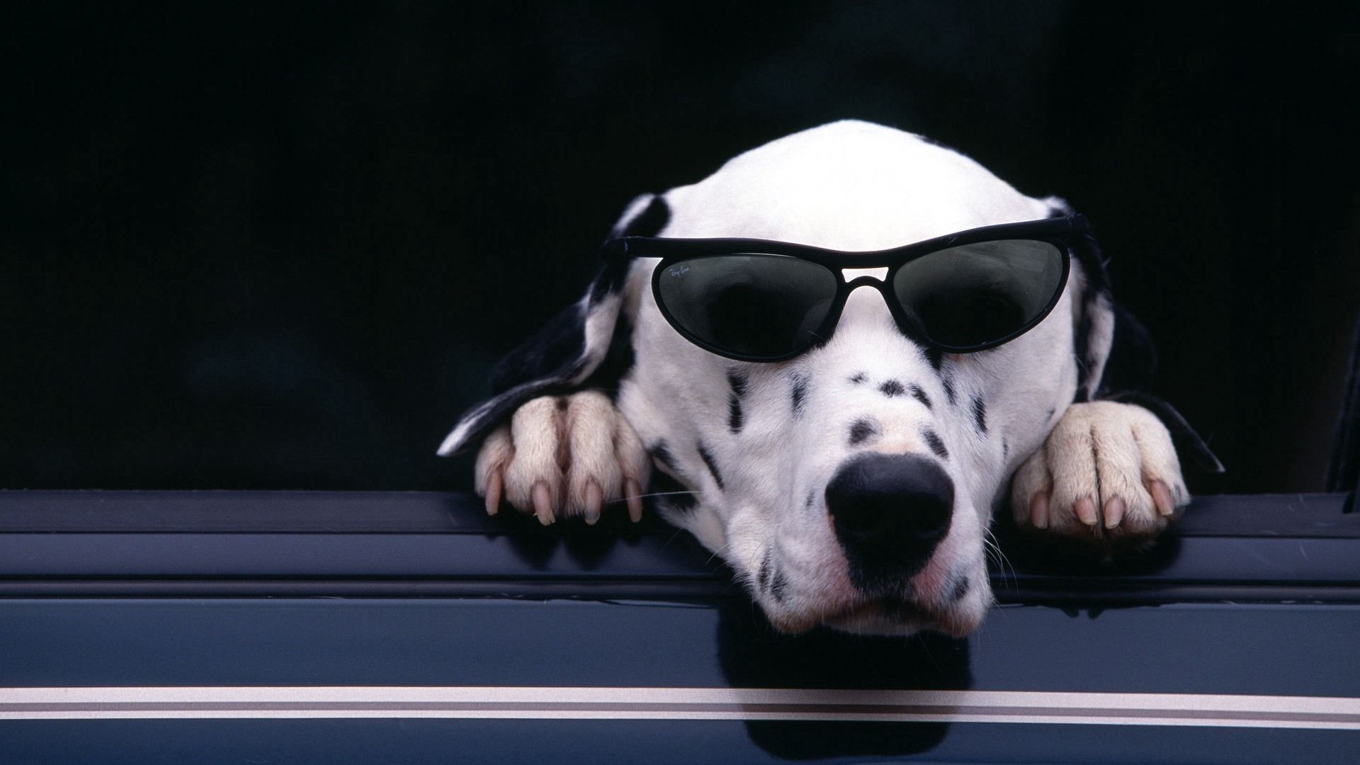 Free download wallpaper Animals, Dog, Muzzle, Dalmatian, Sunglasses on your PC desktop