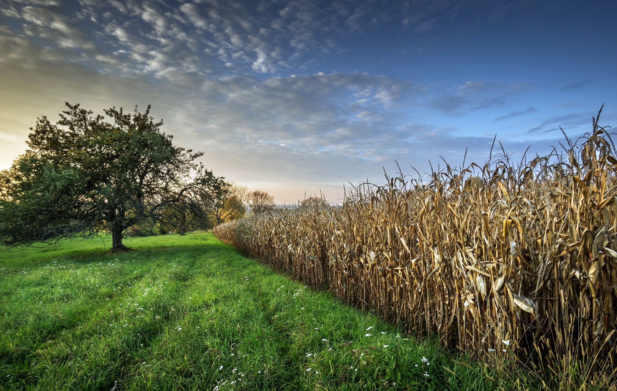 Download mobile wallpaper Nature, Grass, Sky, Summer, Tree, Earth, Field for free.