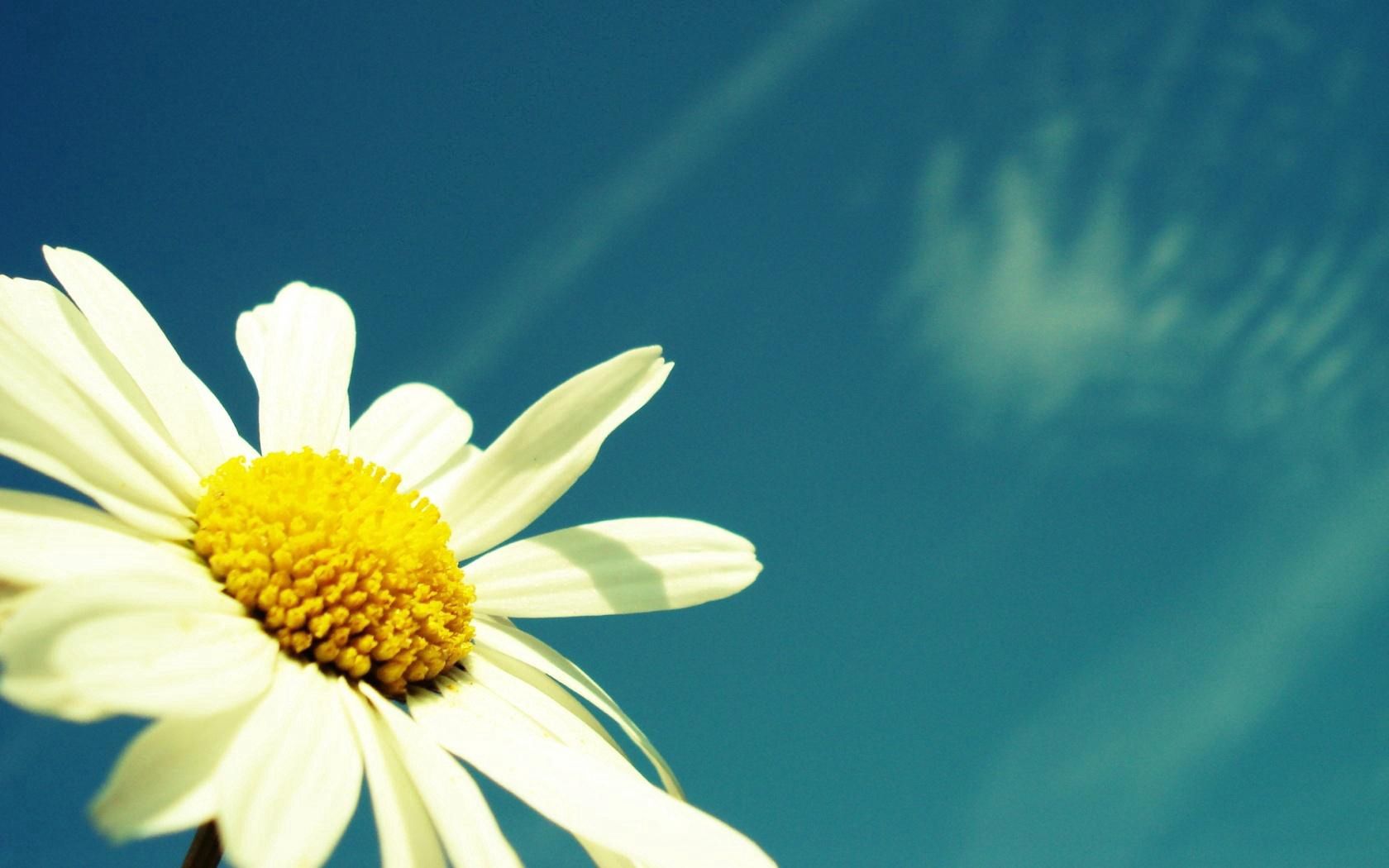 Download mobile wallpaper Pollen, Flower, Camomile, Sky, Flowers, Chamomile, Summer for free.
