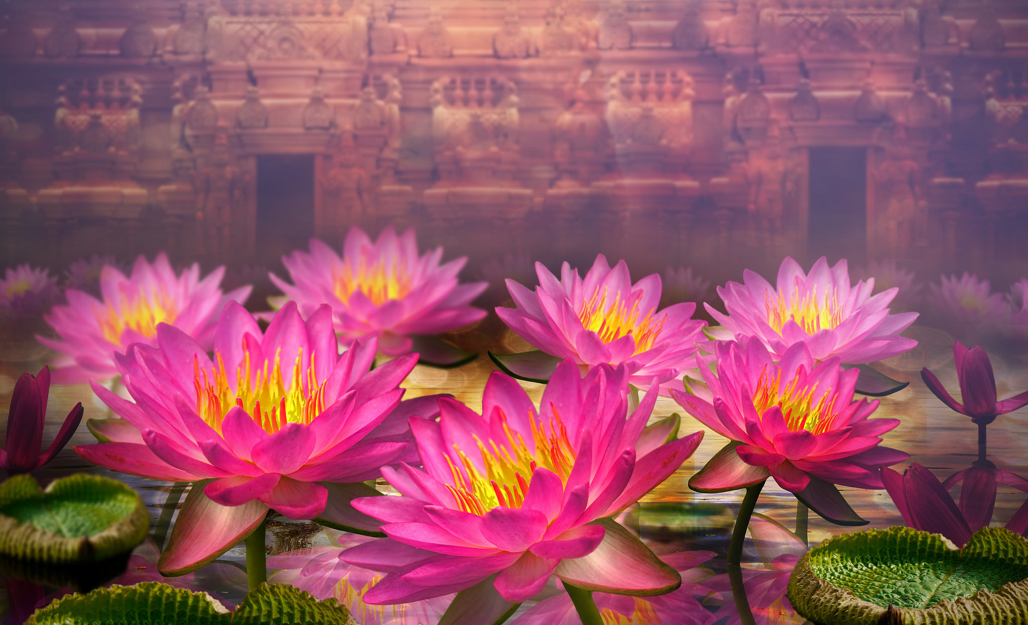Download mobile wallpaper Flowers, Lotus, Flower, Earth, Pink Flower for free.