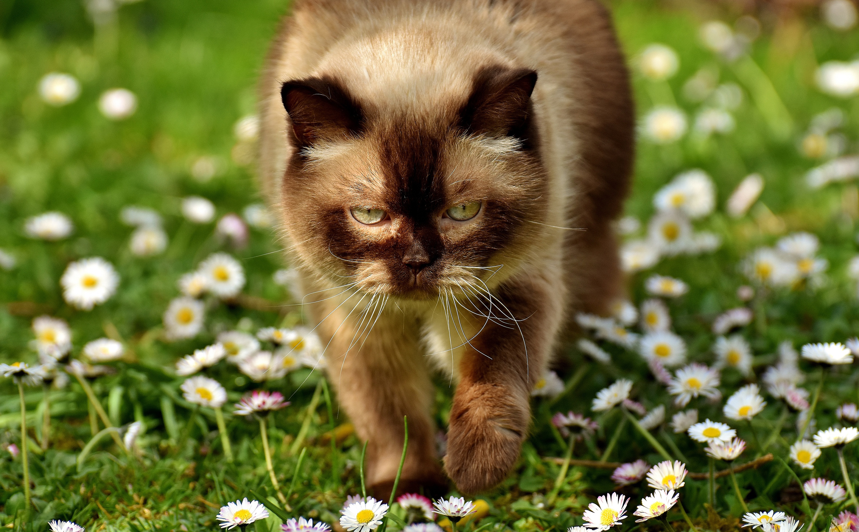 Baixar papel de parede para celular de Animais, Gatos, Gato, Flor Branca gratuito.