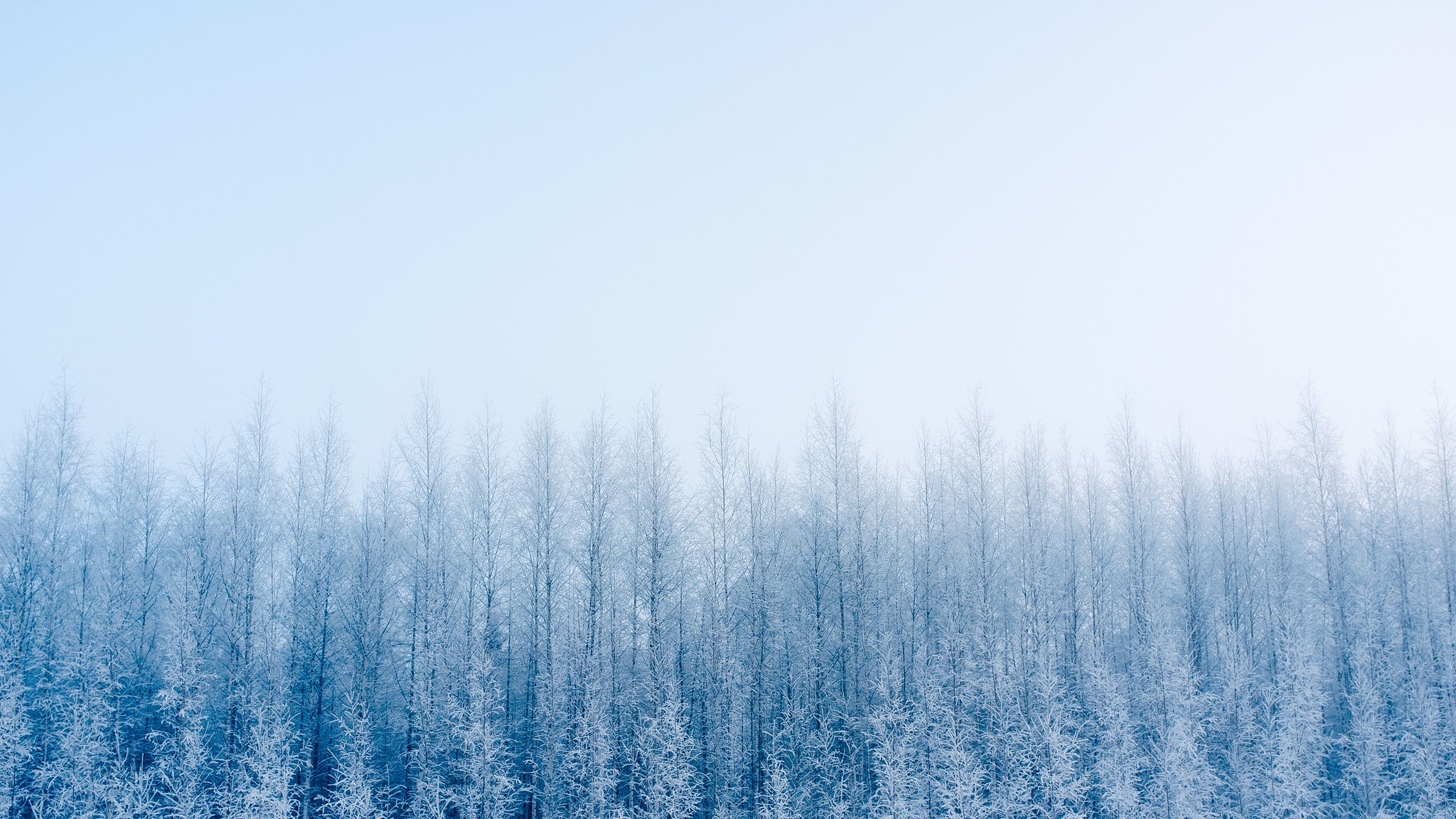 Free download wallpaper Winter, Forest, Fog, Earth on your PC desktop