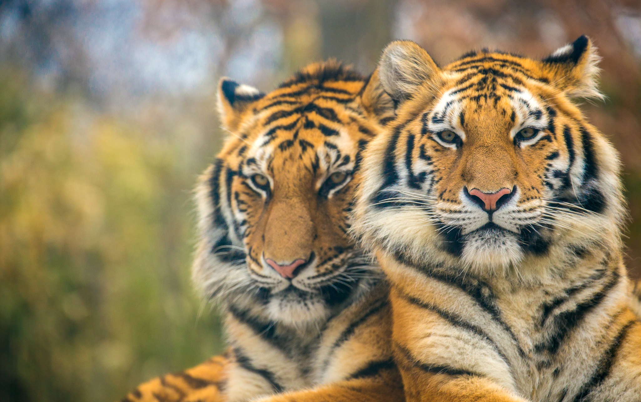 Download mobile wallpaper Cats, Tiger, Animal for free.