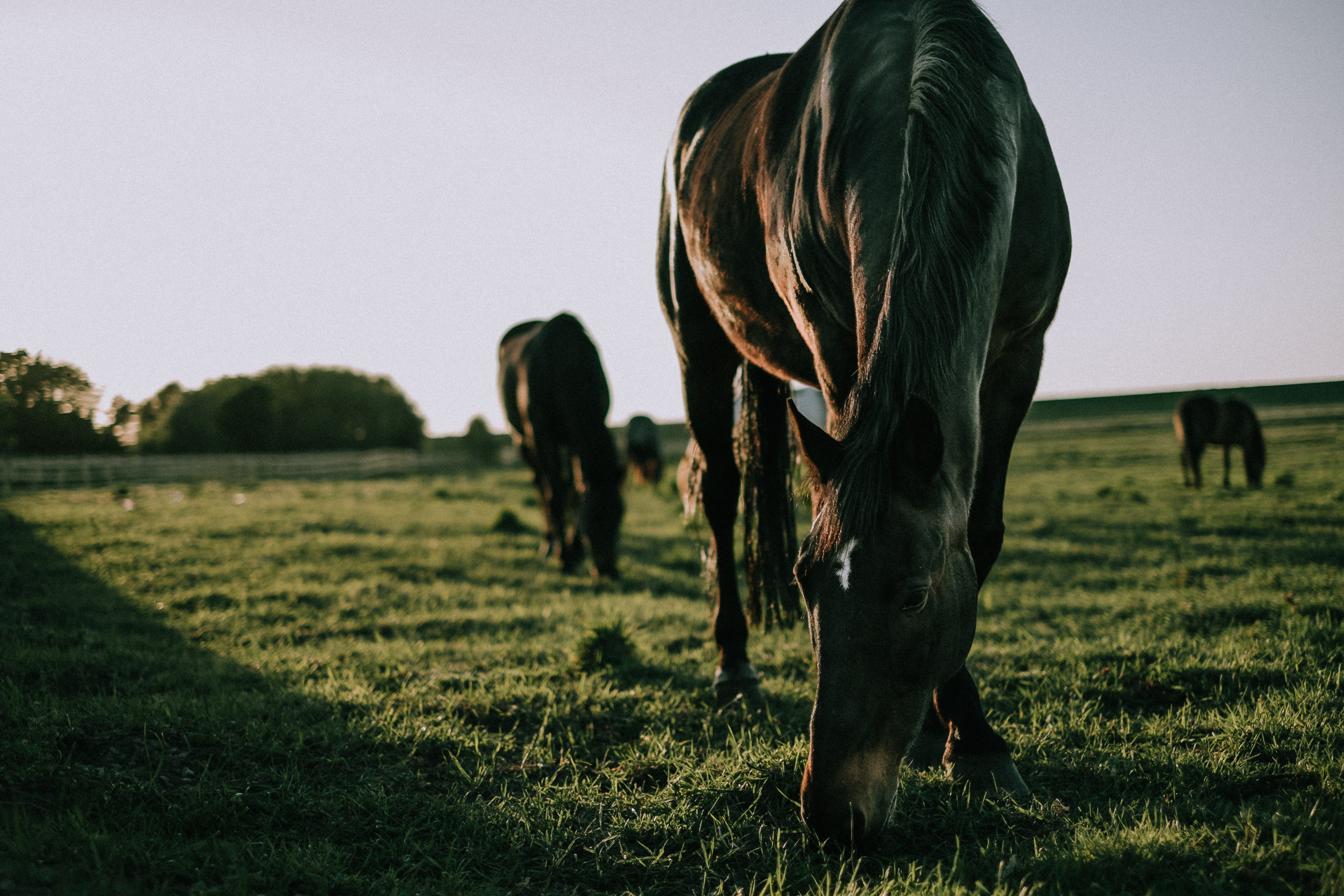 Download mobile wallpaper Stroll, Animals, Horse, Grass for free.