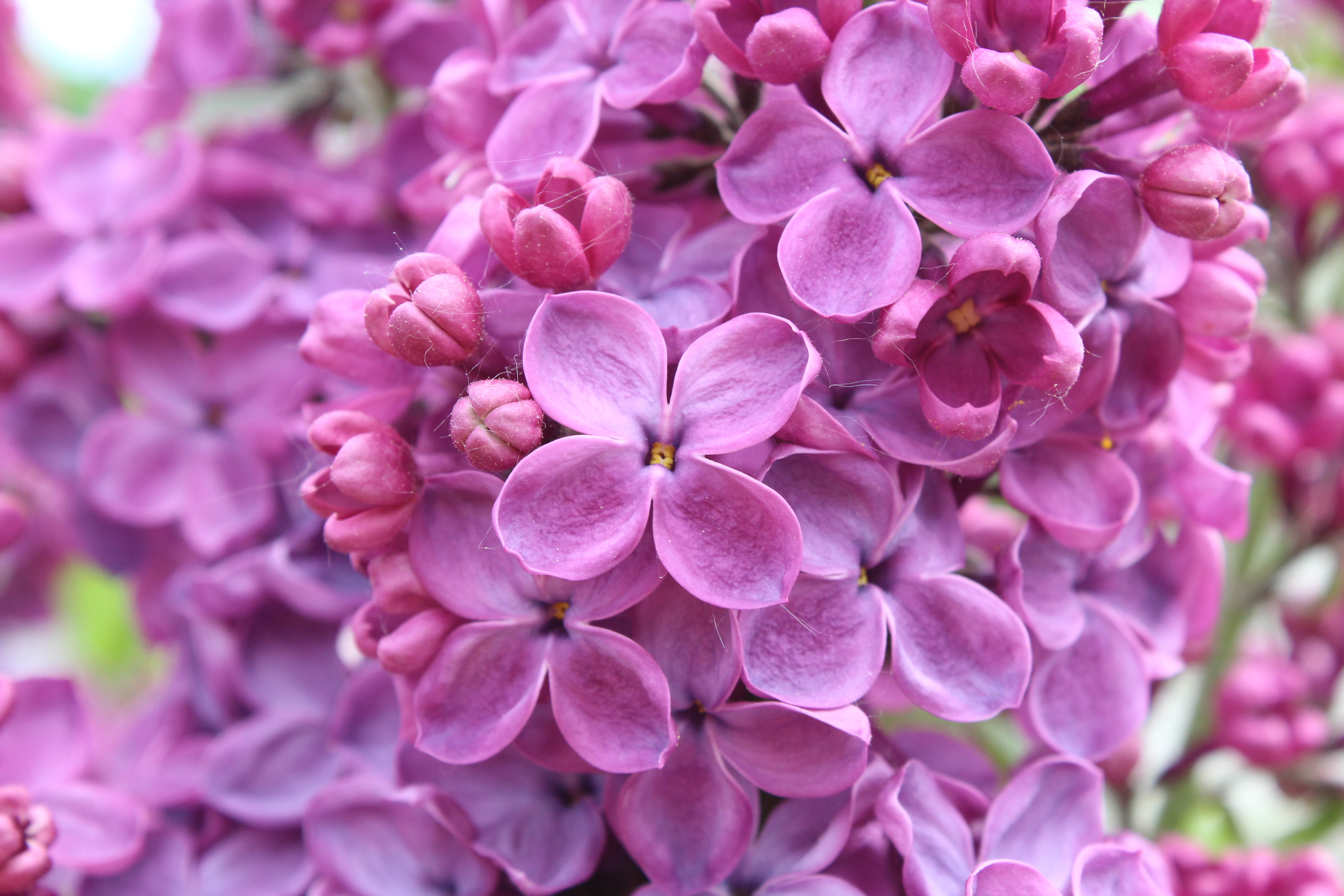 lilac, earth, close up, flower, nature, purple flower, flowers
