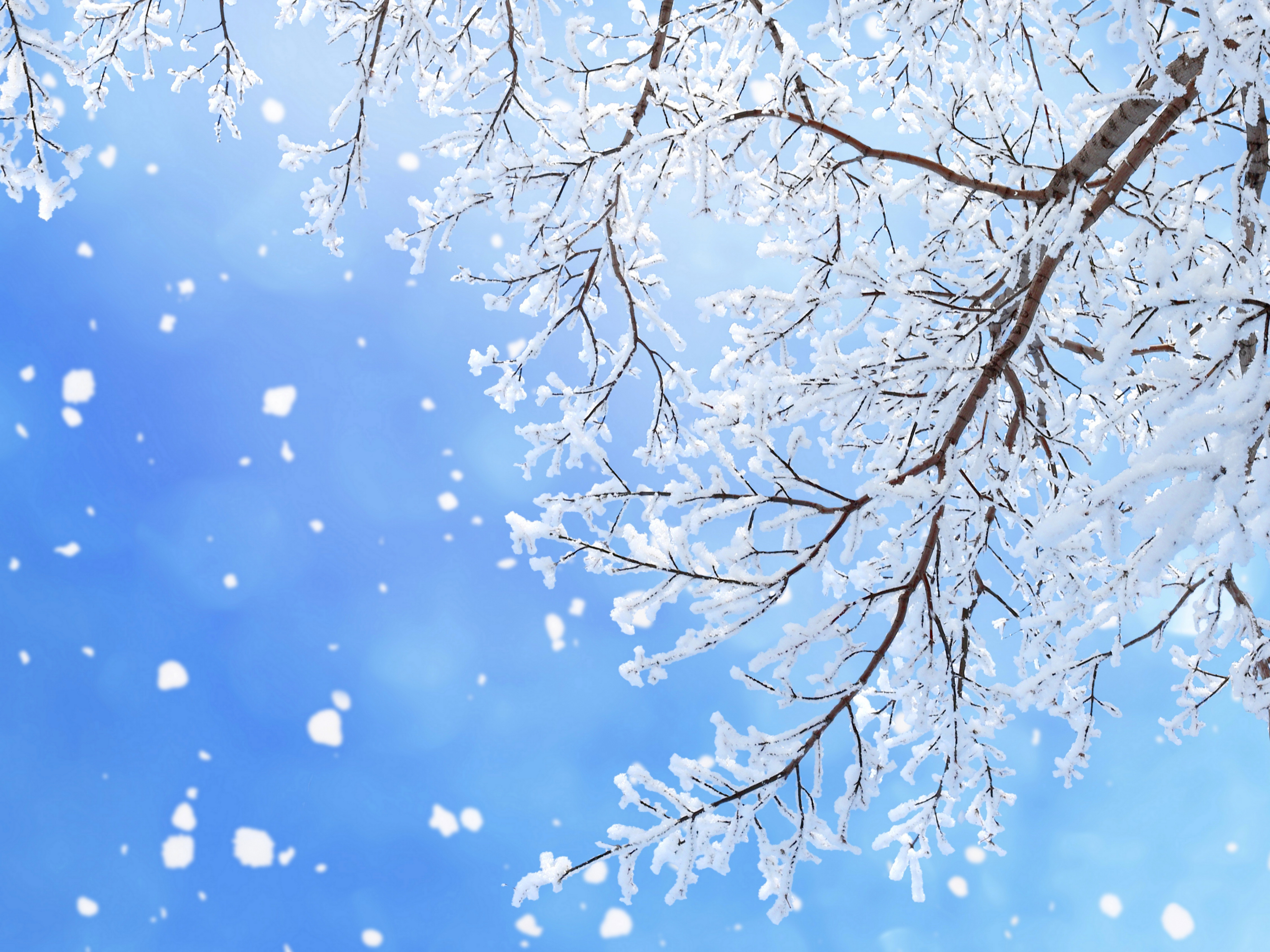 Free download wallpaper Winter, Snow, Branch, Earth, Snowflake, Snowfall on your PC desktop