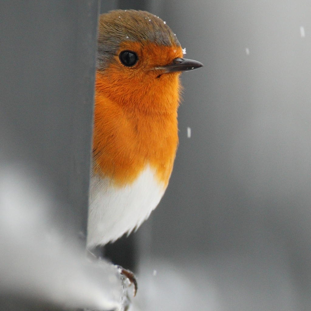 Descarga gratuita de fondo de pantalla para móvil de Animales, Aves, Ave.