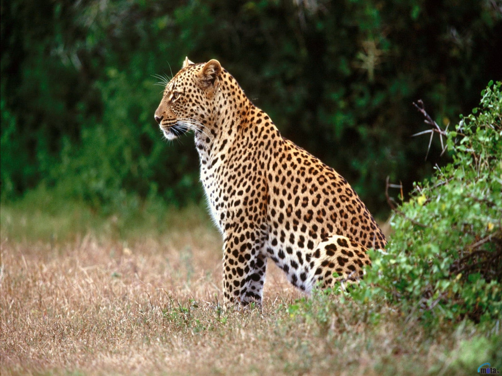 leopards, animals lock screen backgrounds