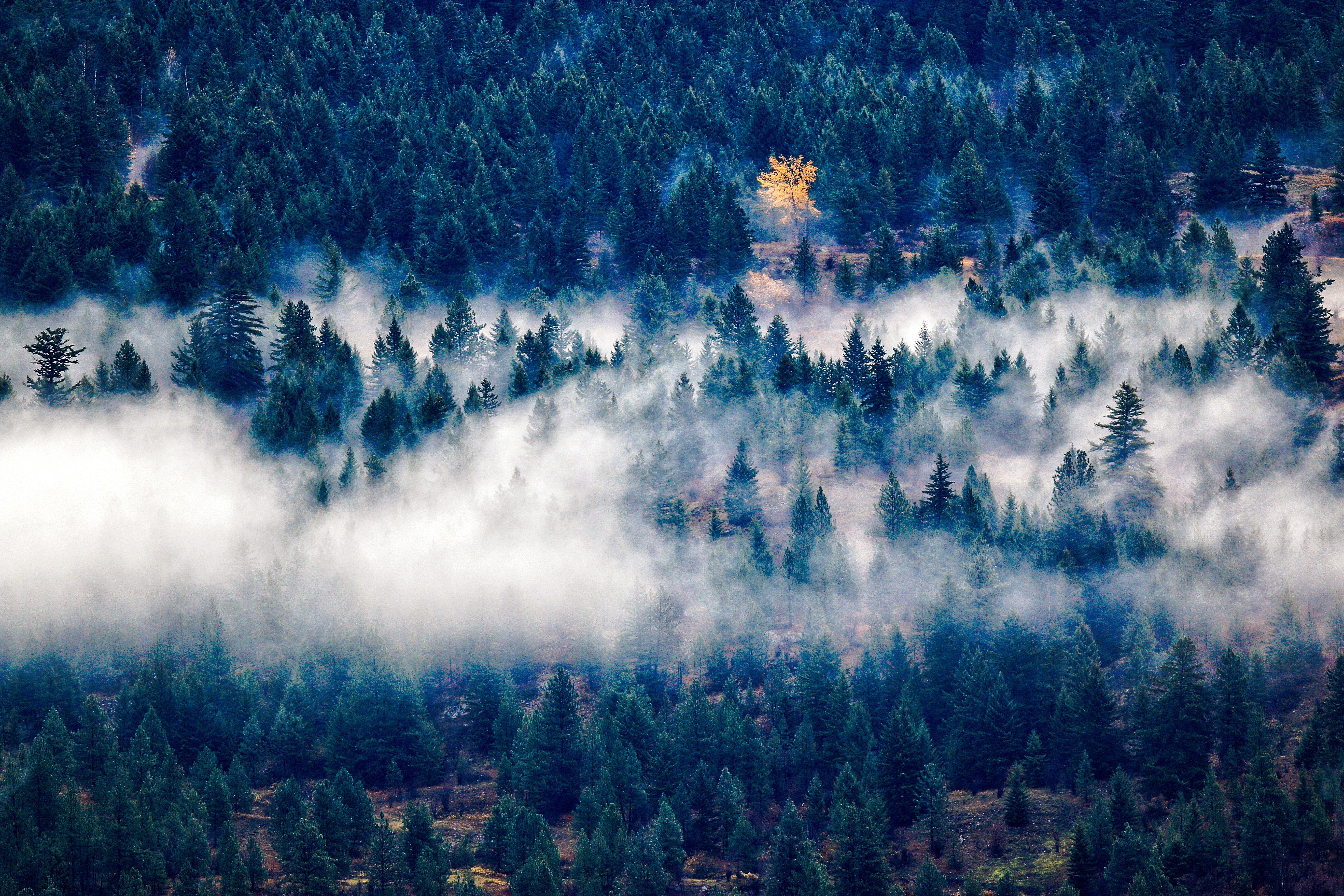 Скачать картинку Вид Сверху, Туман, Деревья, Природа в телефон бесплатно.