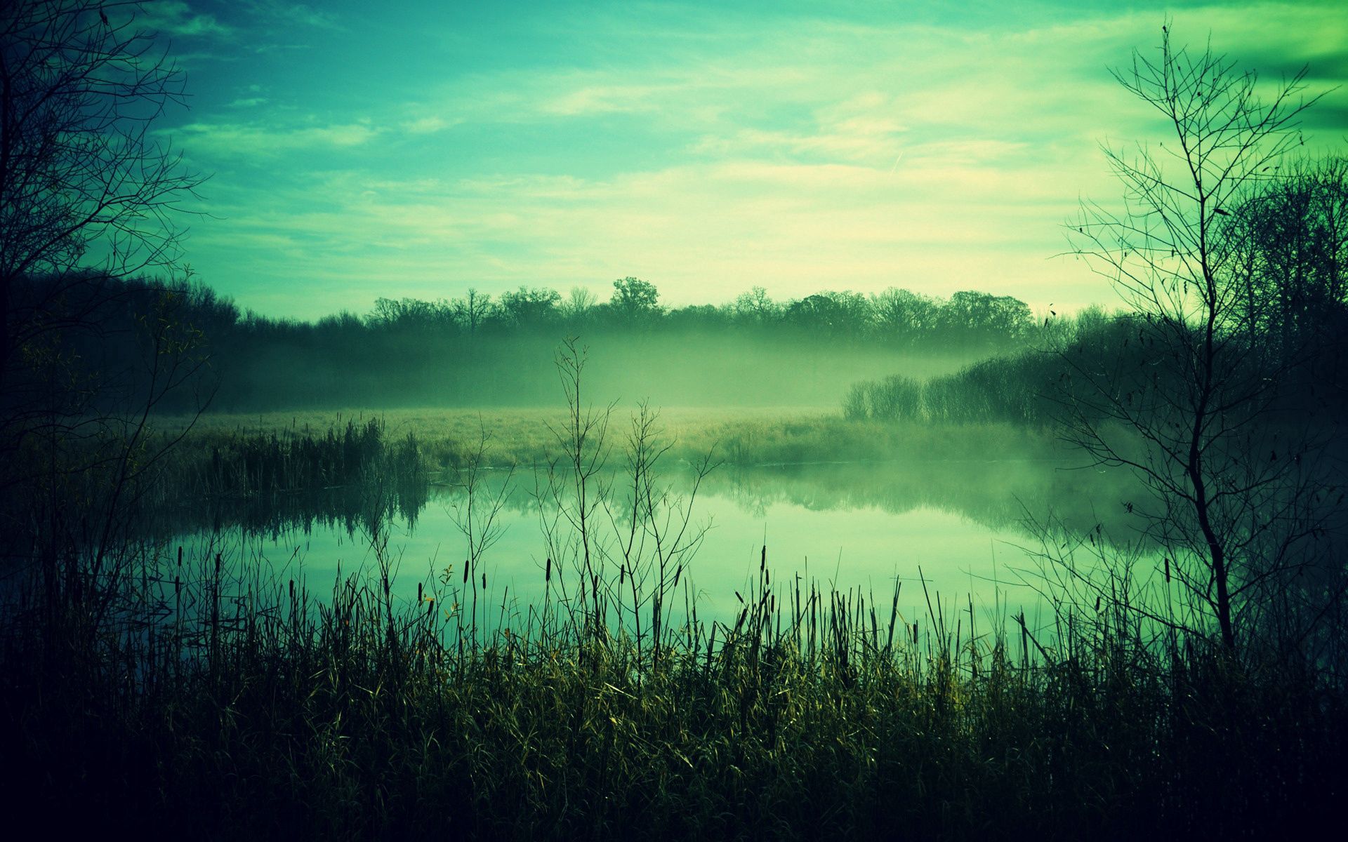 nature, twilight, fog, dusk, gloomy, pond, reeds