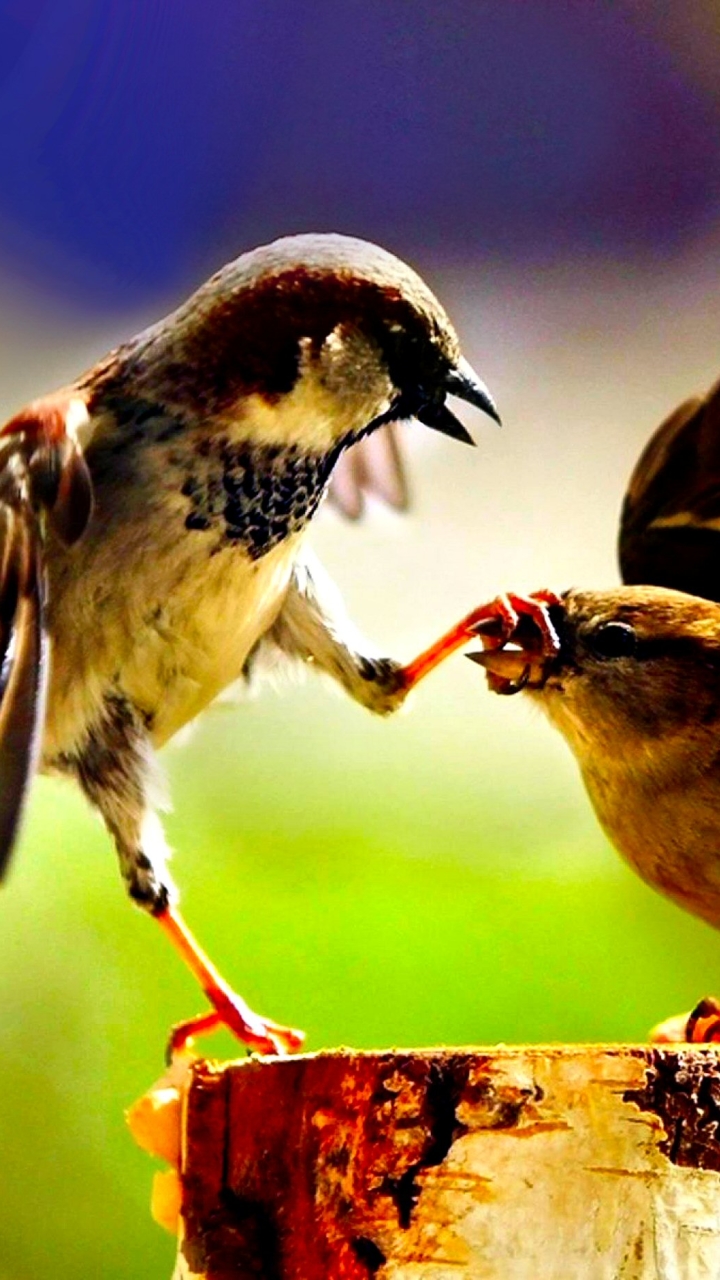 Handy-Wallpaper Tiere, Vögel, Vogel, Spatz kostenlos herunterladen.