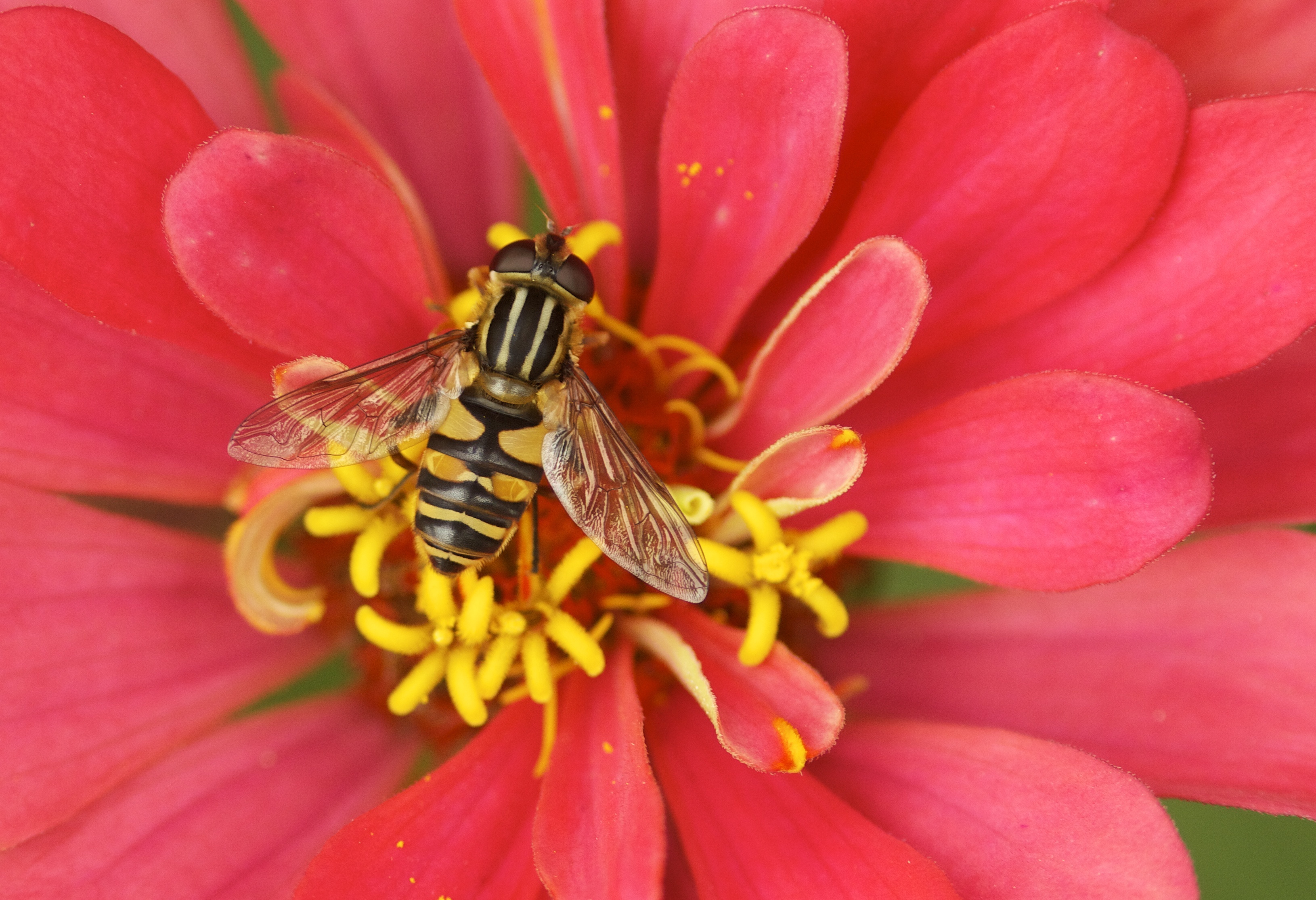 733377 скачать обои животные, журчалка, пчела, цветок, насекомое, макро, лепесток, красный цветок - заставки и картинки бесплатно