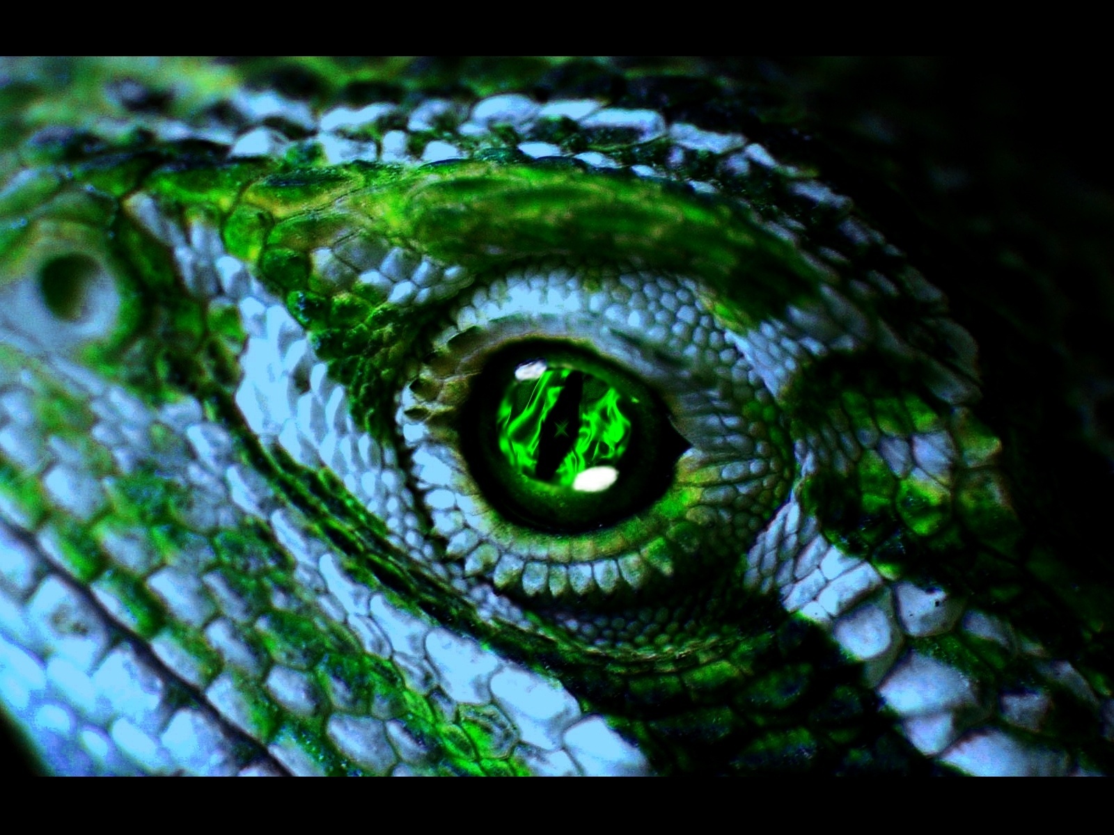 animal, lizard, reptiles
