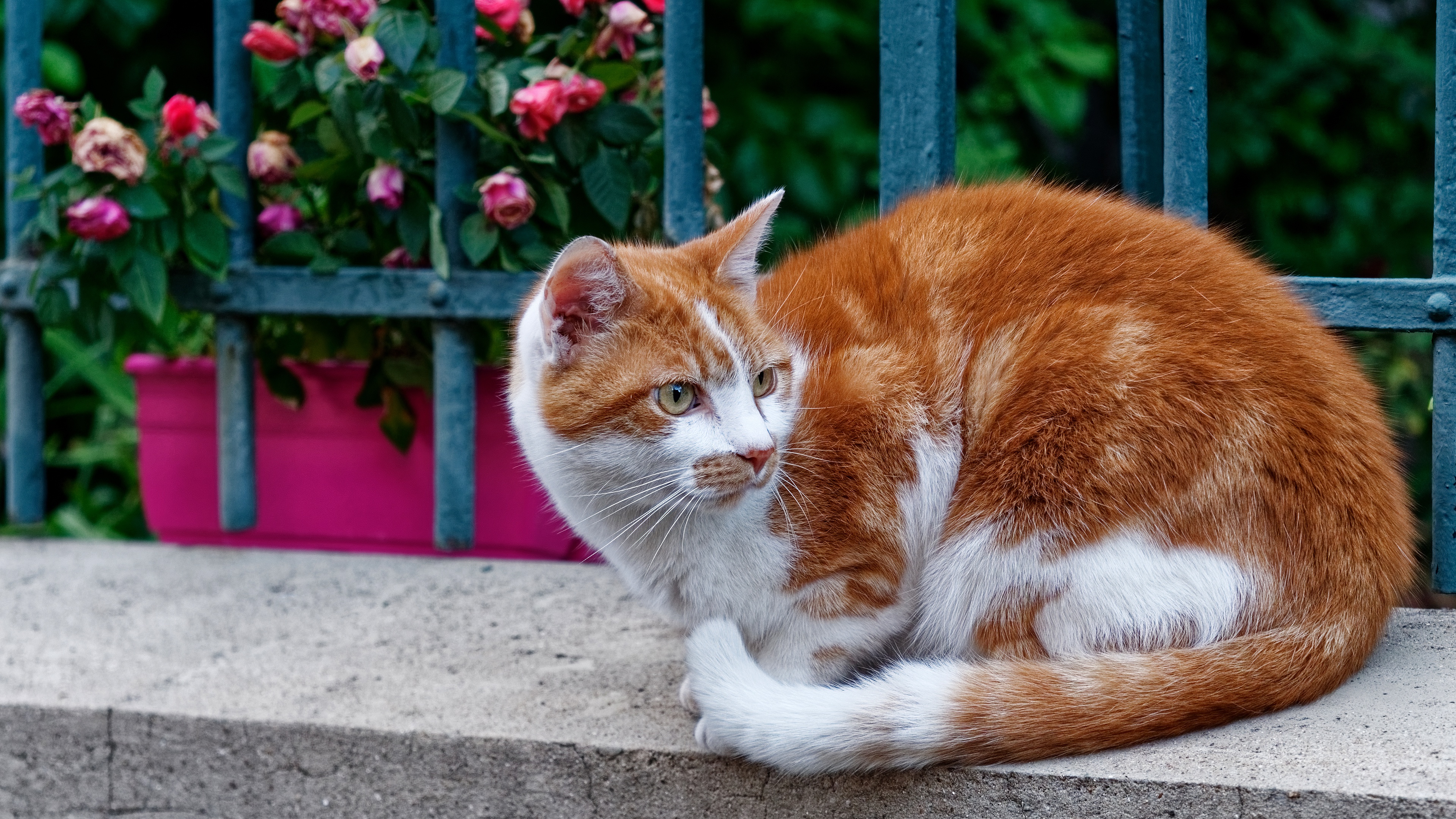 Descarga gratuita de fondo de pantalla para móvil de Animales, Gatos, Gato.