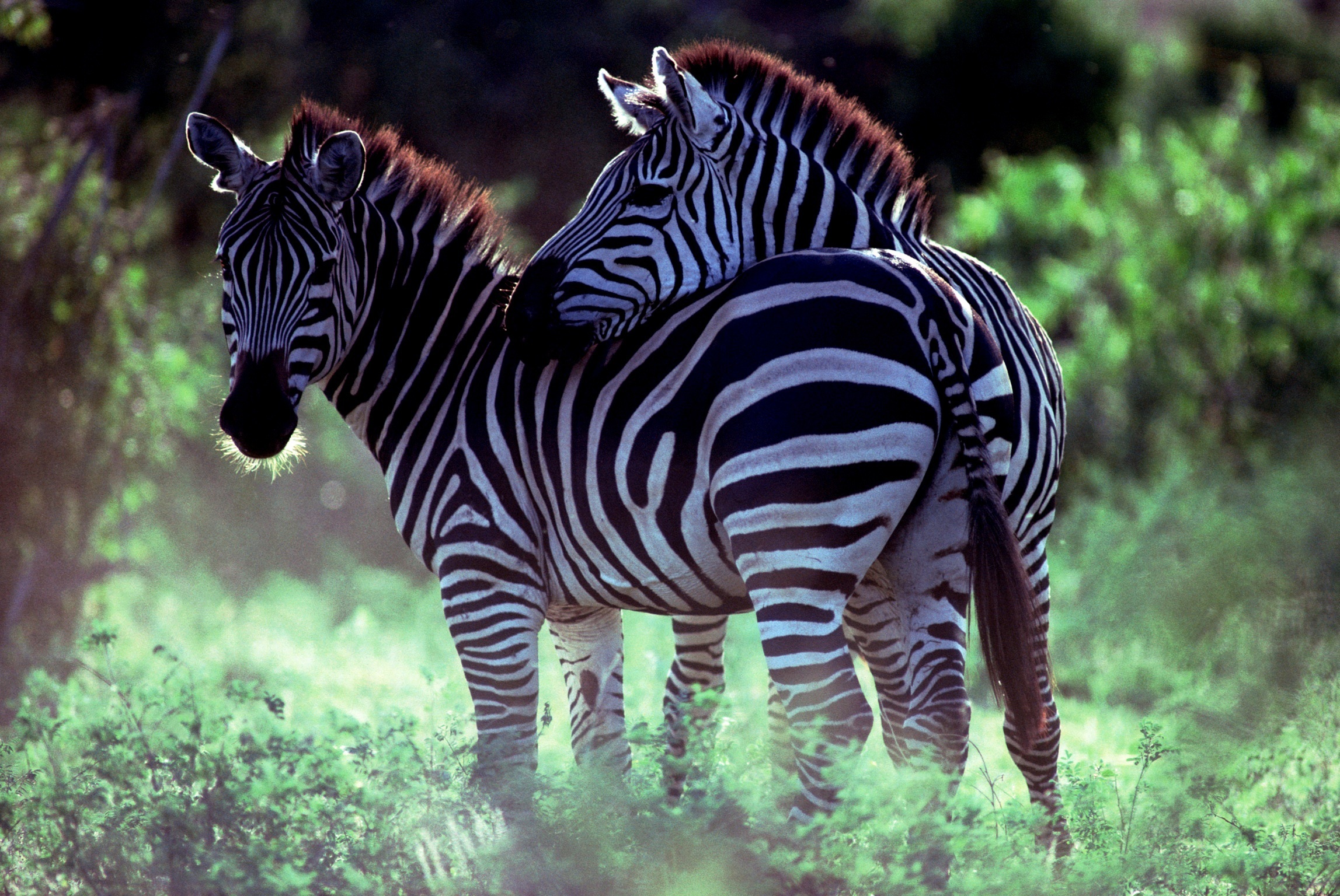 204306 Hintergrundbild herunterladen tiere, zebra - Bildschirmschoner und Bilder kostenlos