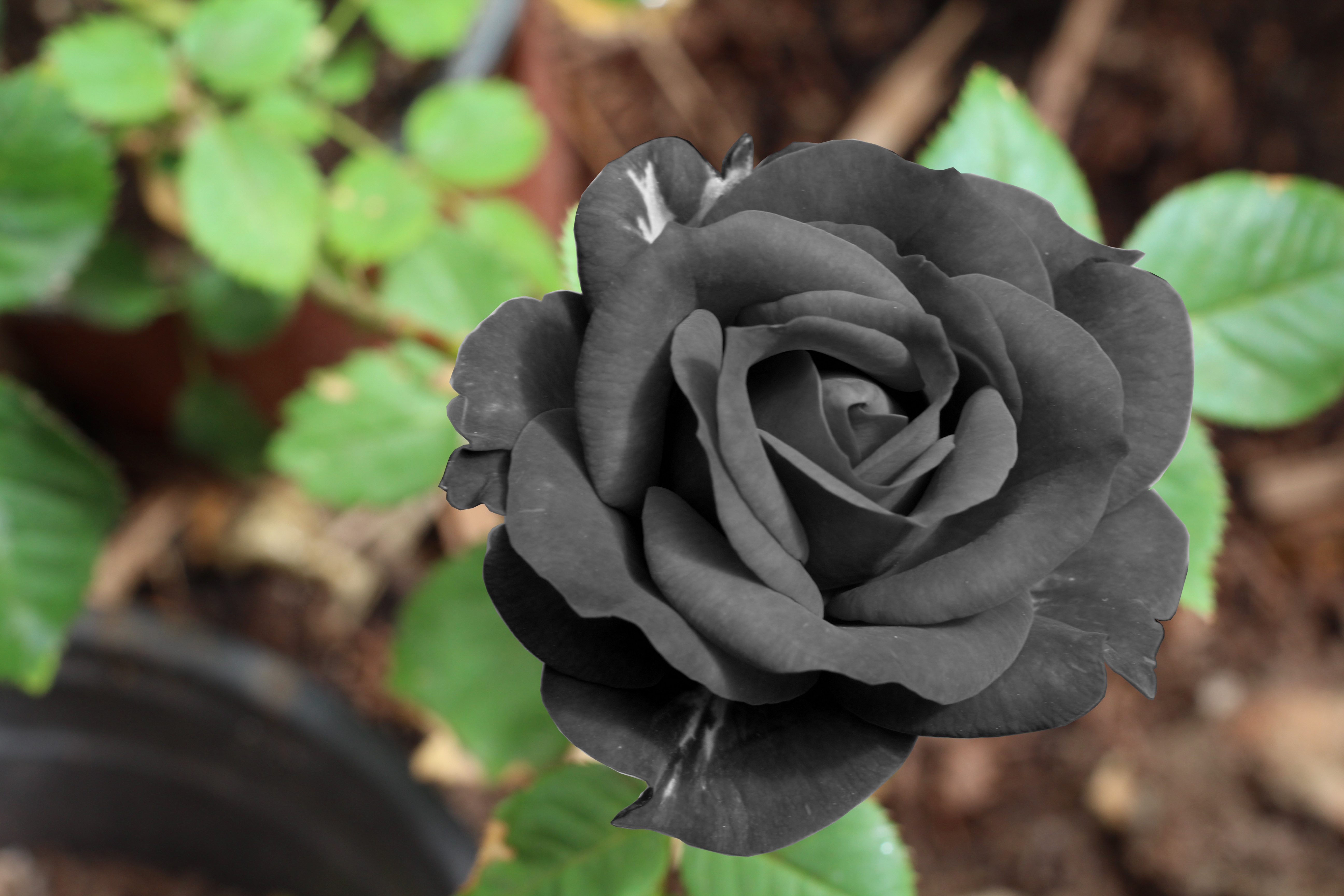 flowers, flower, bud, black rose