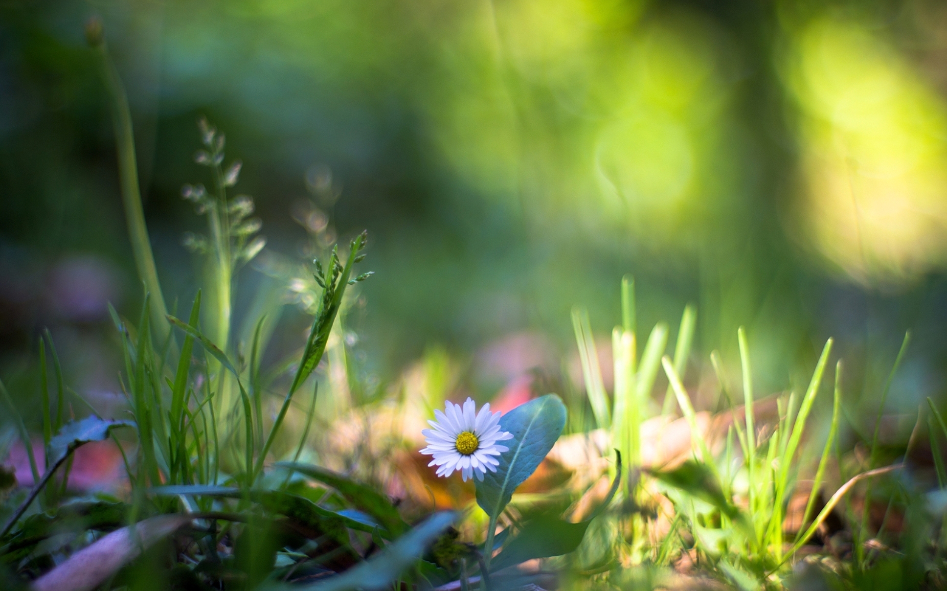 Téléchargez gratuitement l'image Fleur, Terre/nature sur le bureau de votre PC