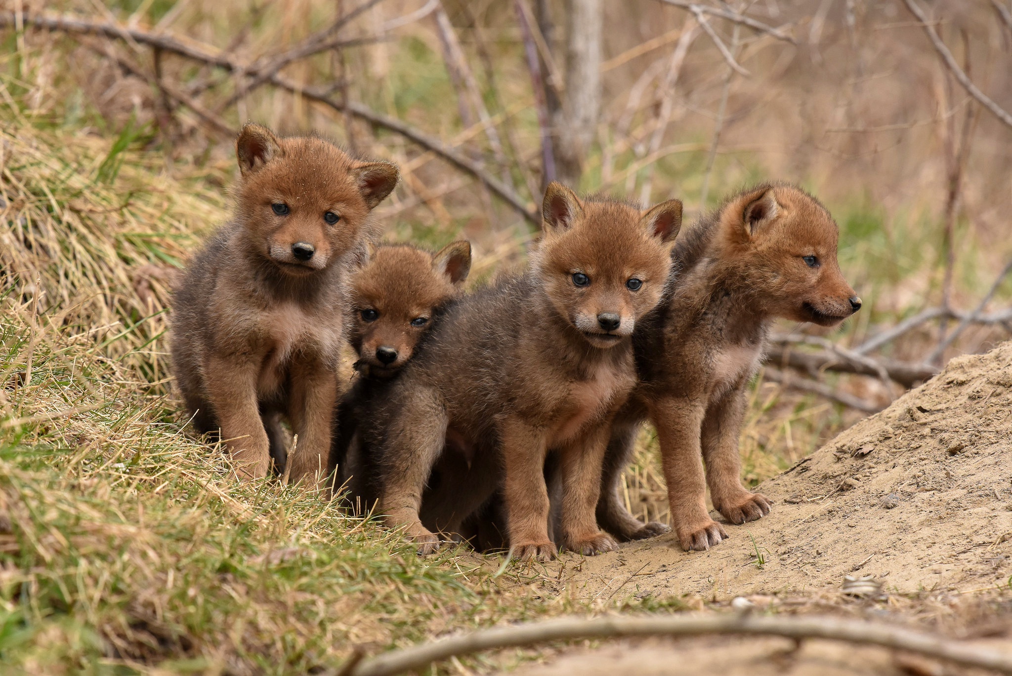 animal, coyote, baby animal, cub, fox