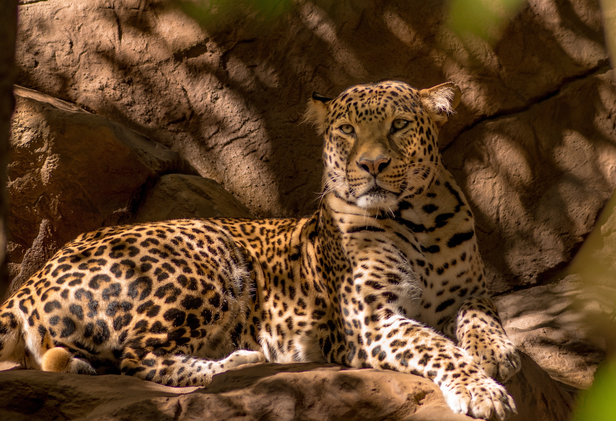 Descarga gratuita de fondo de pantalla para móvil de Gato, Depredador, Leopardo, Animales.