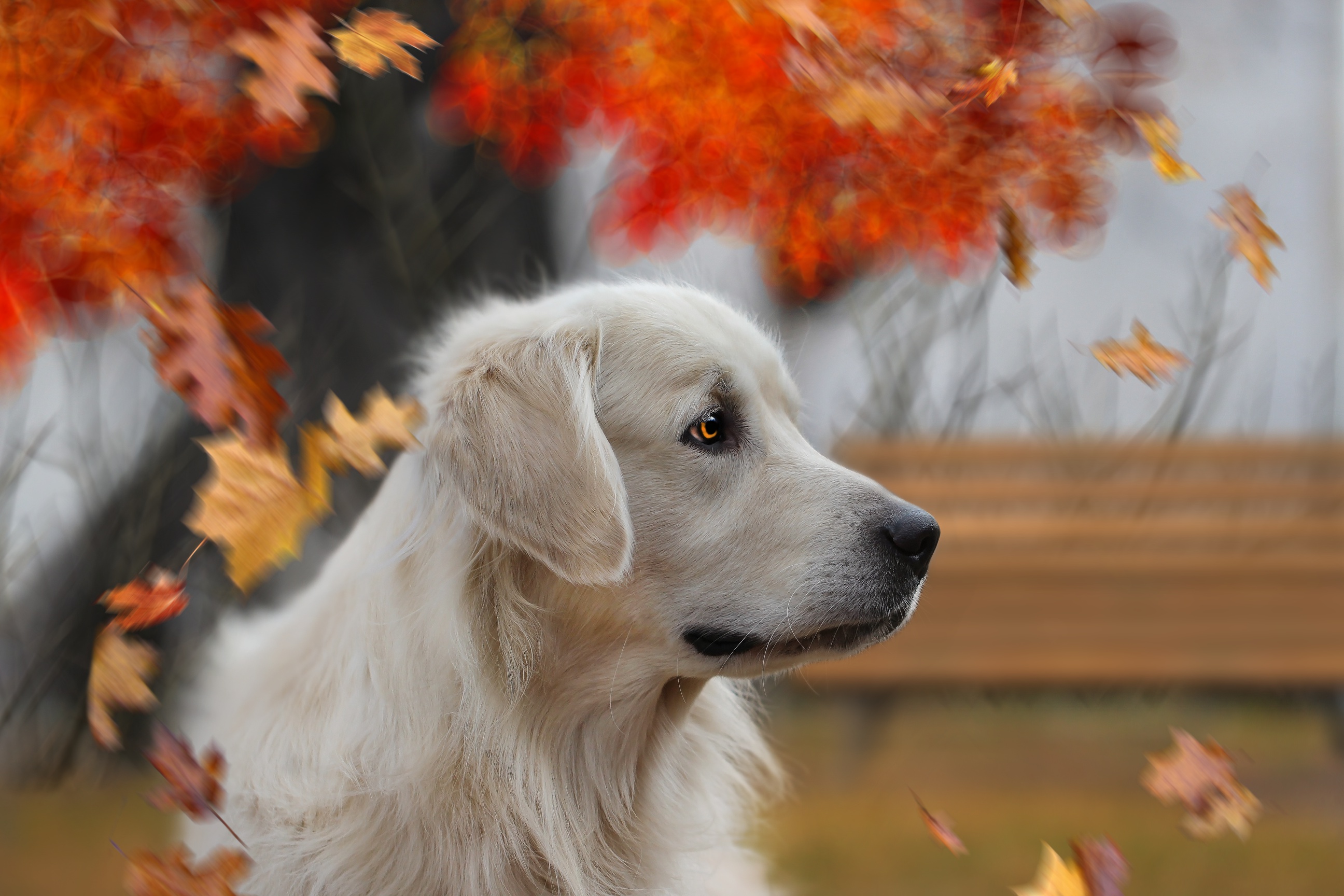 Free download wallpaper Dogs, Dog, Animal, Golden Retriever on your PC desktop