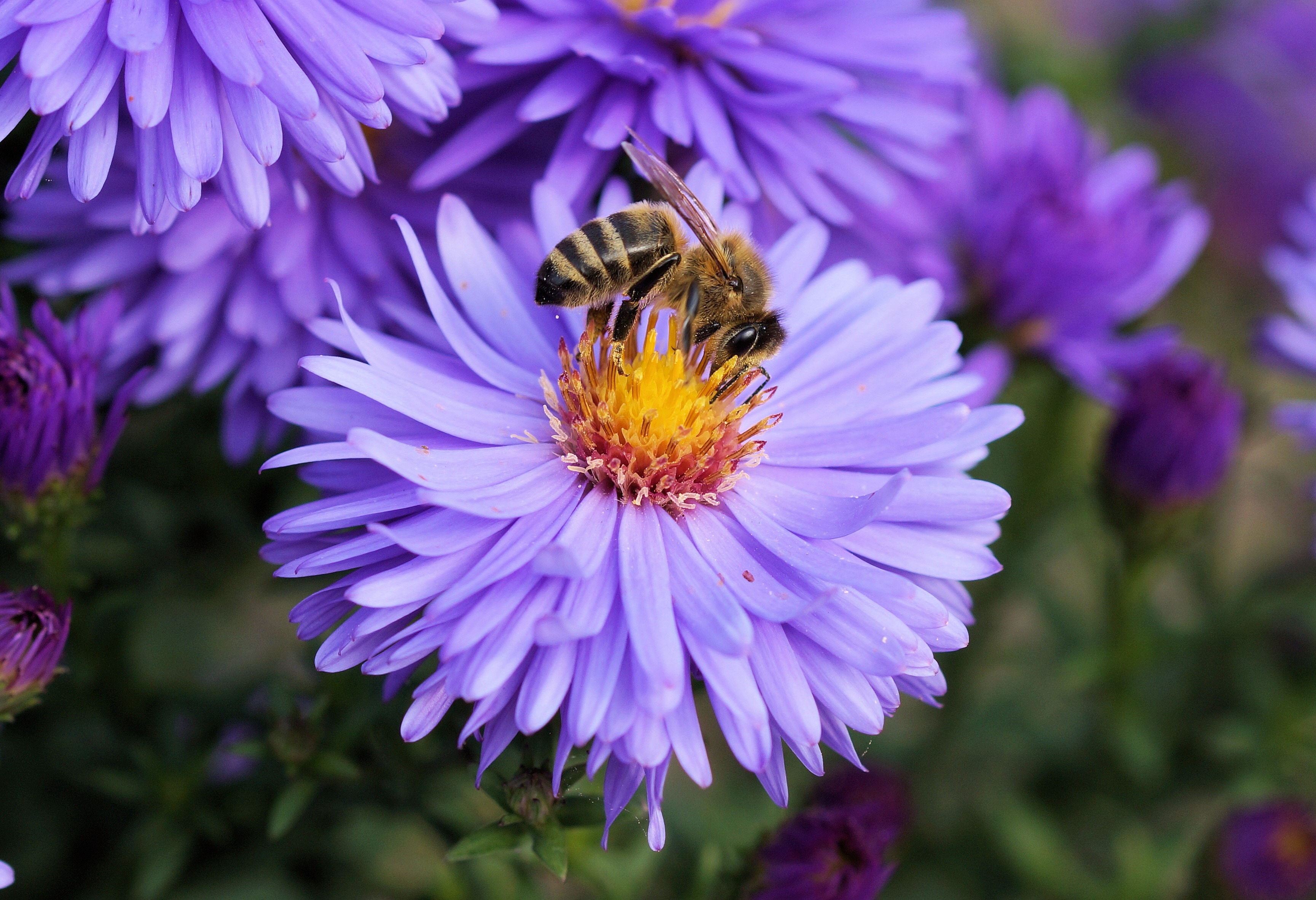 148032 скачать обои пчела, макро, цветок, опыление - заставки и картинки бесплатно