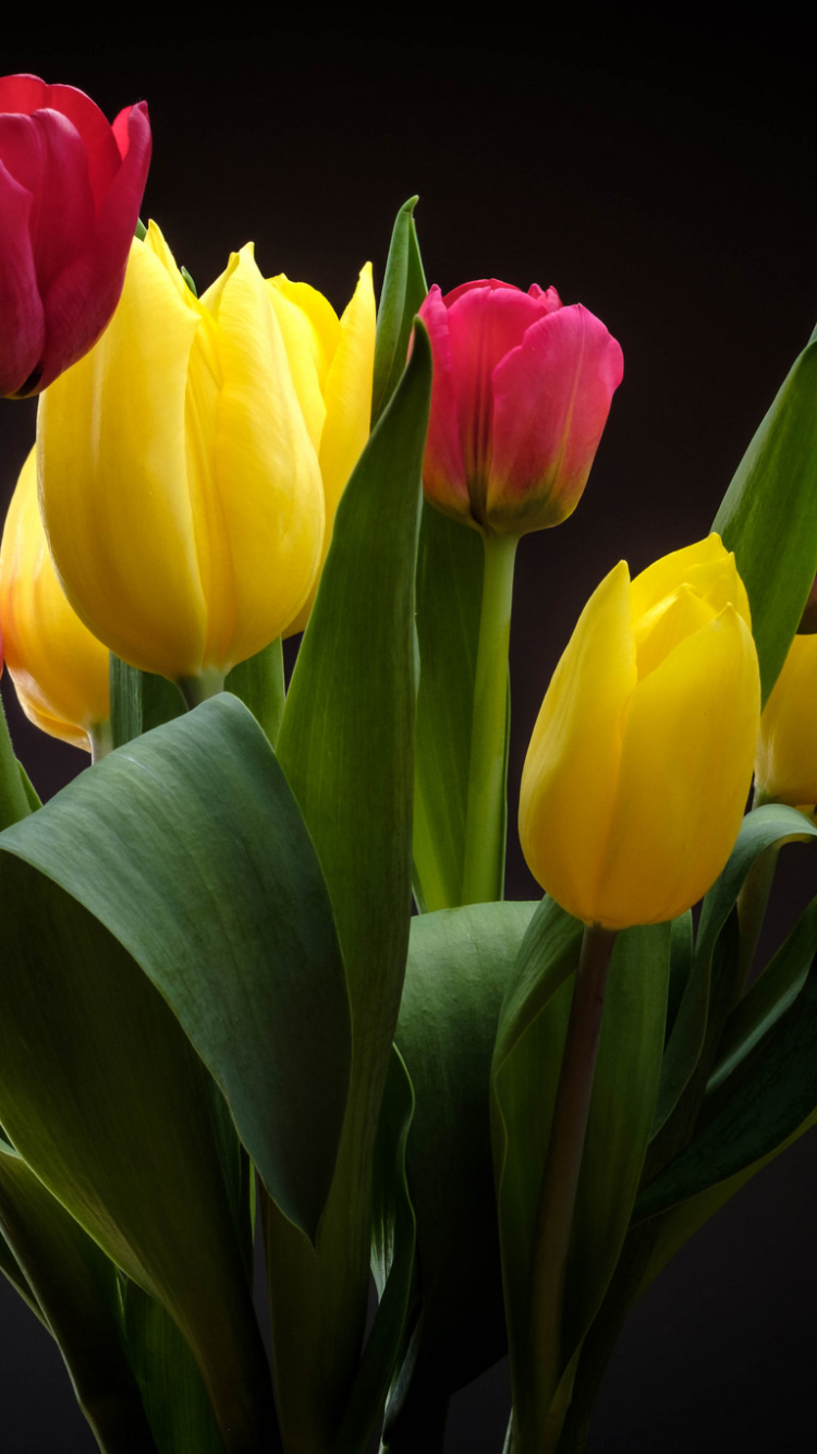 Descarga gratuita de fondo de pantalla para móvil de Flores, Flor, Tulipán, Flor Amarilla, Flor Roja, Tierra/naturaleza.