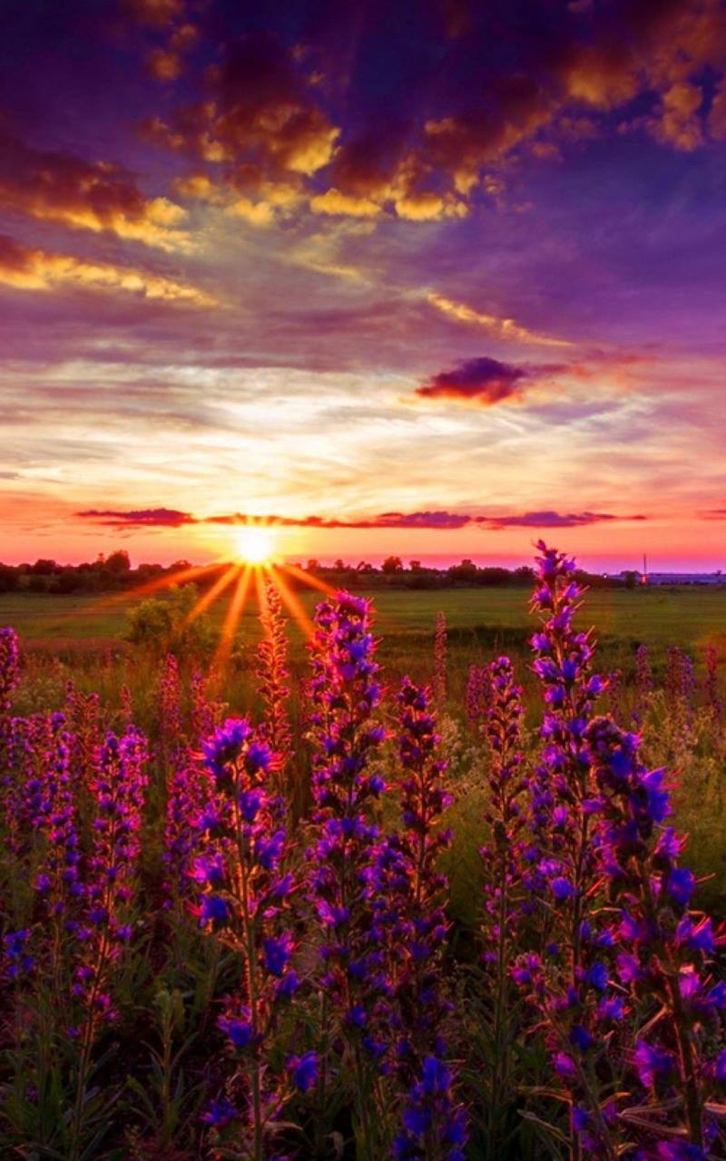 Download mobile wallpaper Sunset, Sun, Flower, Earth, Lupine, Purple Flower for free.