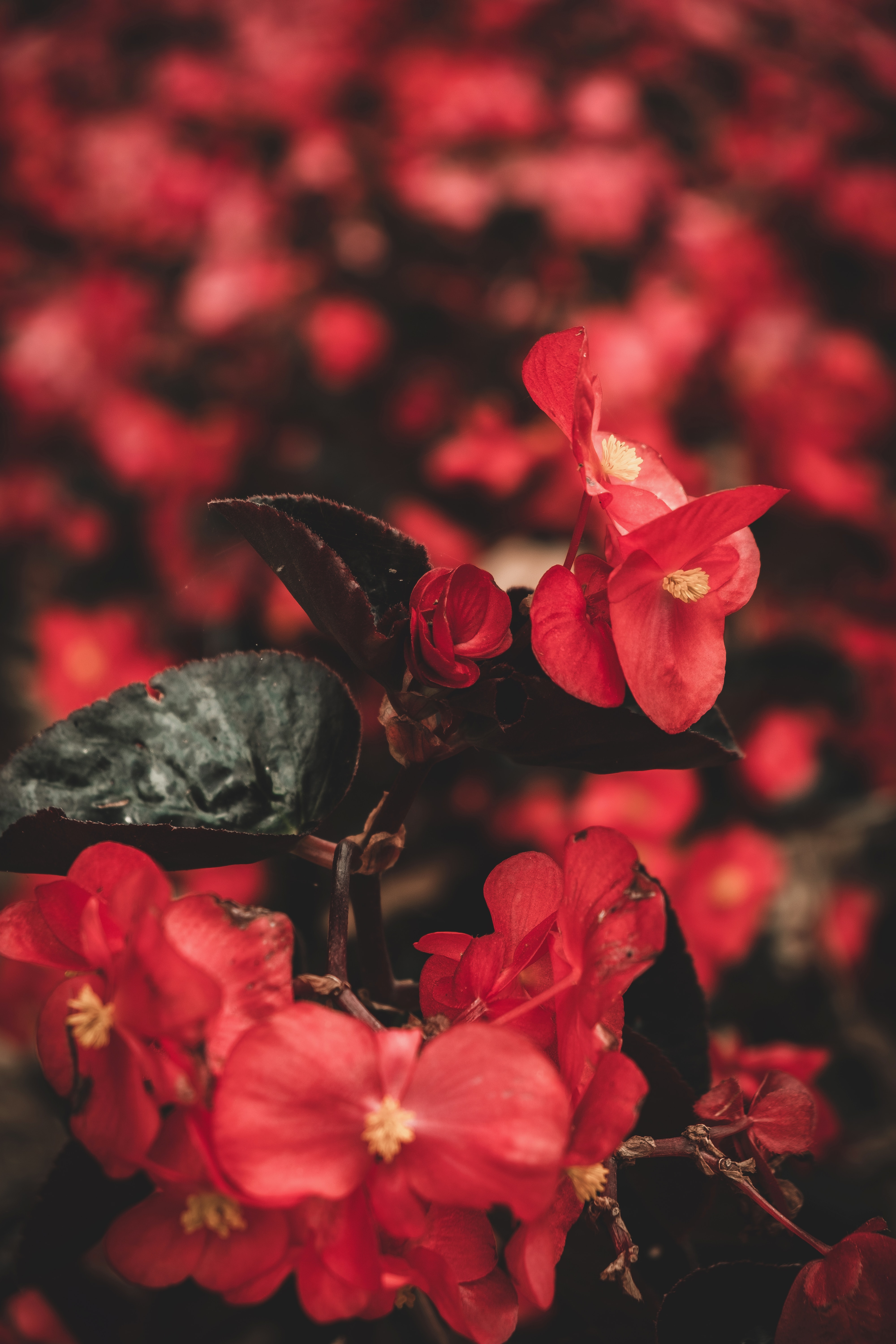 Laden Sie das Pflanze, Makro, Blumen-Bild kostenlos auf Ihren PC-Desktop herunter