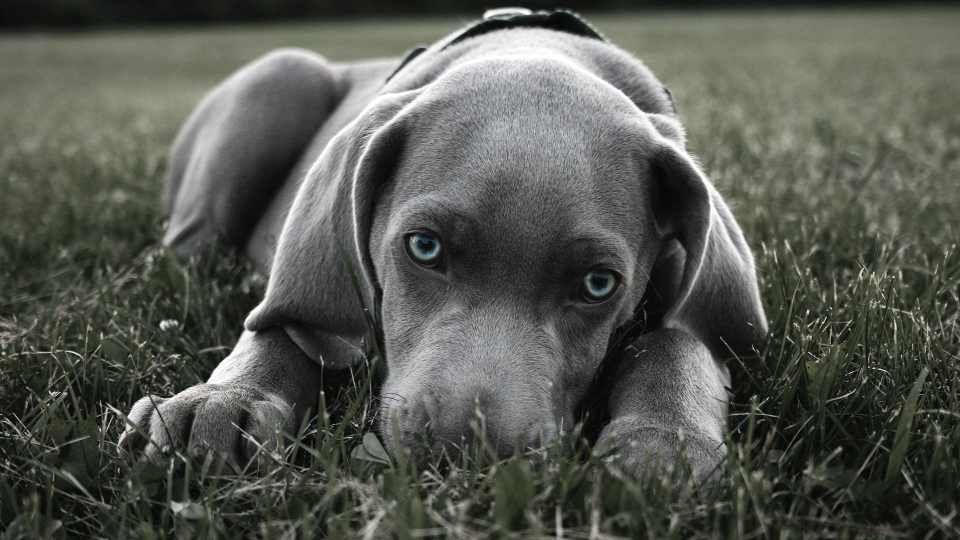 121862 descargar imagen animales, hierba, perro, bozal, esconder, ojos azules, de ojos azules: fondos de pantalla y protectores de pantalla gratis