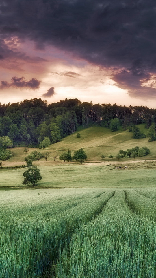 Download mobile wallpaper Landscape, Nature, Sky, Summer, Wheat, Earth, Field, Cloud for free.