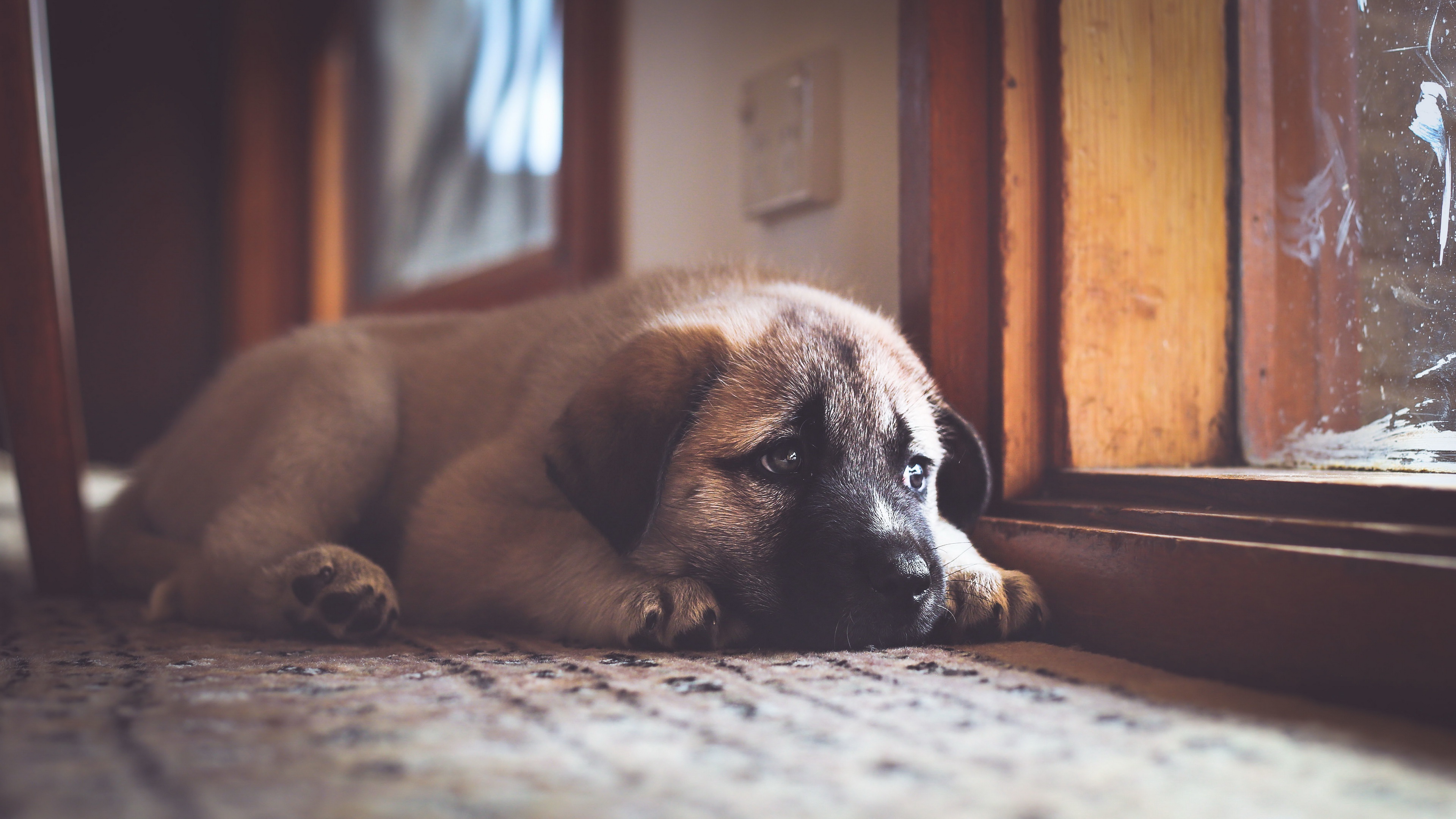 Baixar papel de parede para celular de Animais, Cães, Cão, Filhote gratuito.