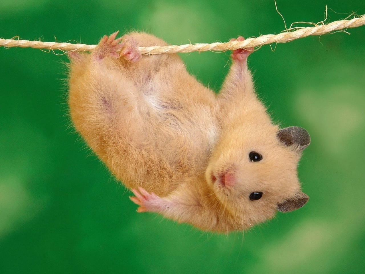 Descarga gratuita de fondo de pantalla para móvil de Animales, Hamsters.