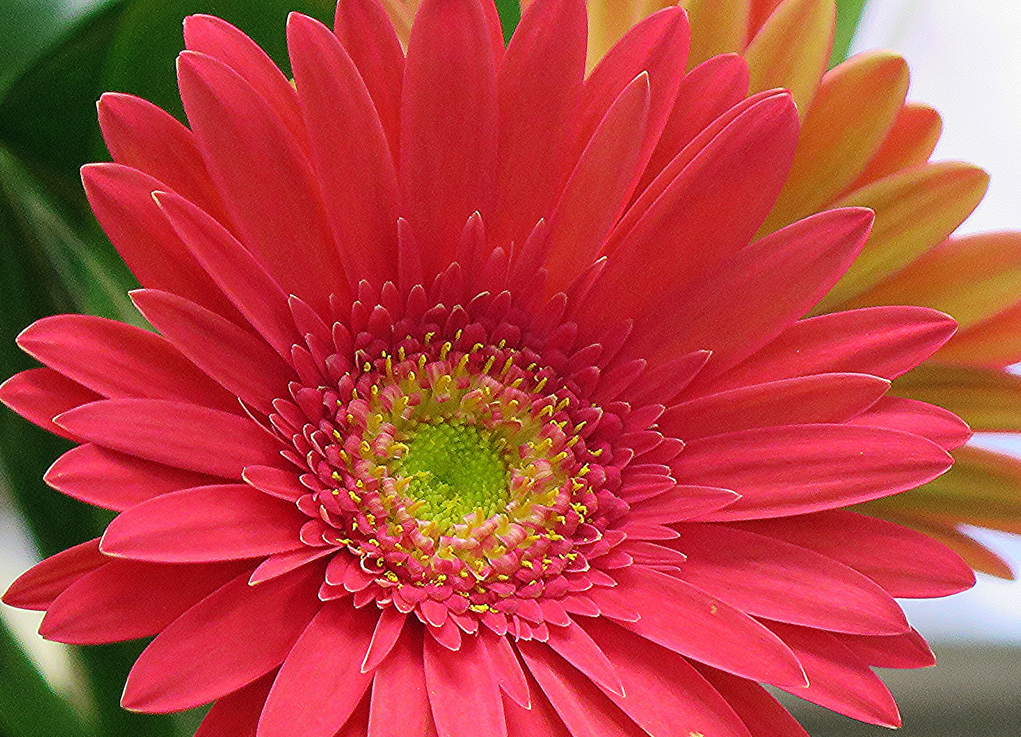 Handy-Wallpaper Blumen, Gerbera, Blume, Rote Blume, Erde/natur kostenlos herunterladen.