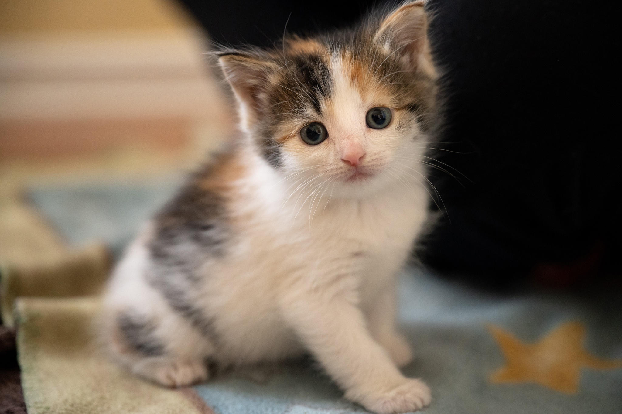 無料モバイル壁紙動物, ネコ, 猫, 子猫, 赤ちゃん動物をダウンロードします。