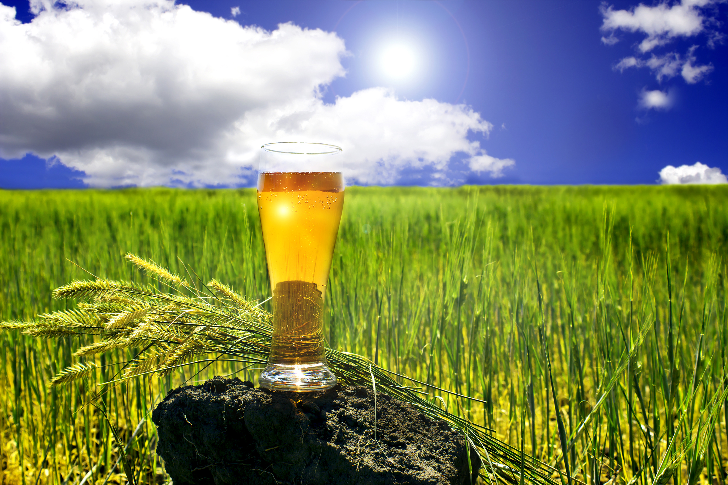 Download mobile wallpaper Food, Summer, Beer, Field, Glass, Drink, Alcohol for free.