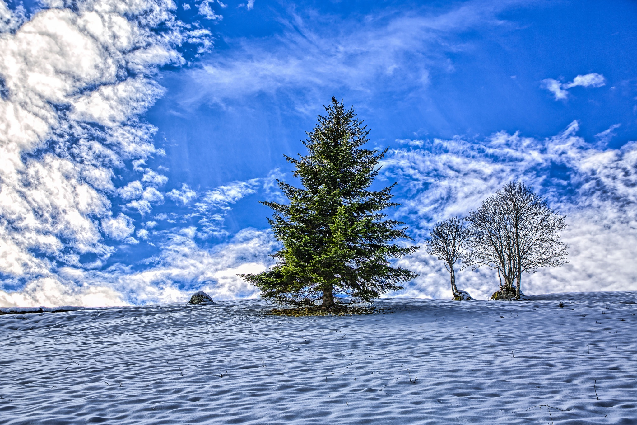 Download mobile wallpaper Winter, Nature, Trees, Sky, Snow, Tree, Earth for free.