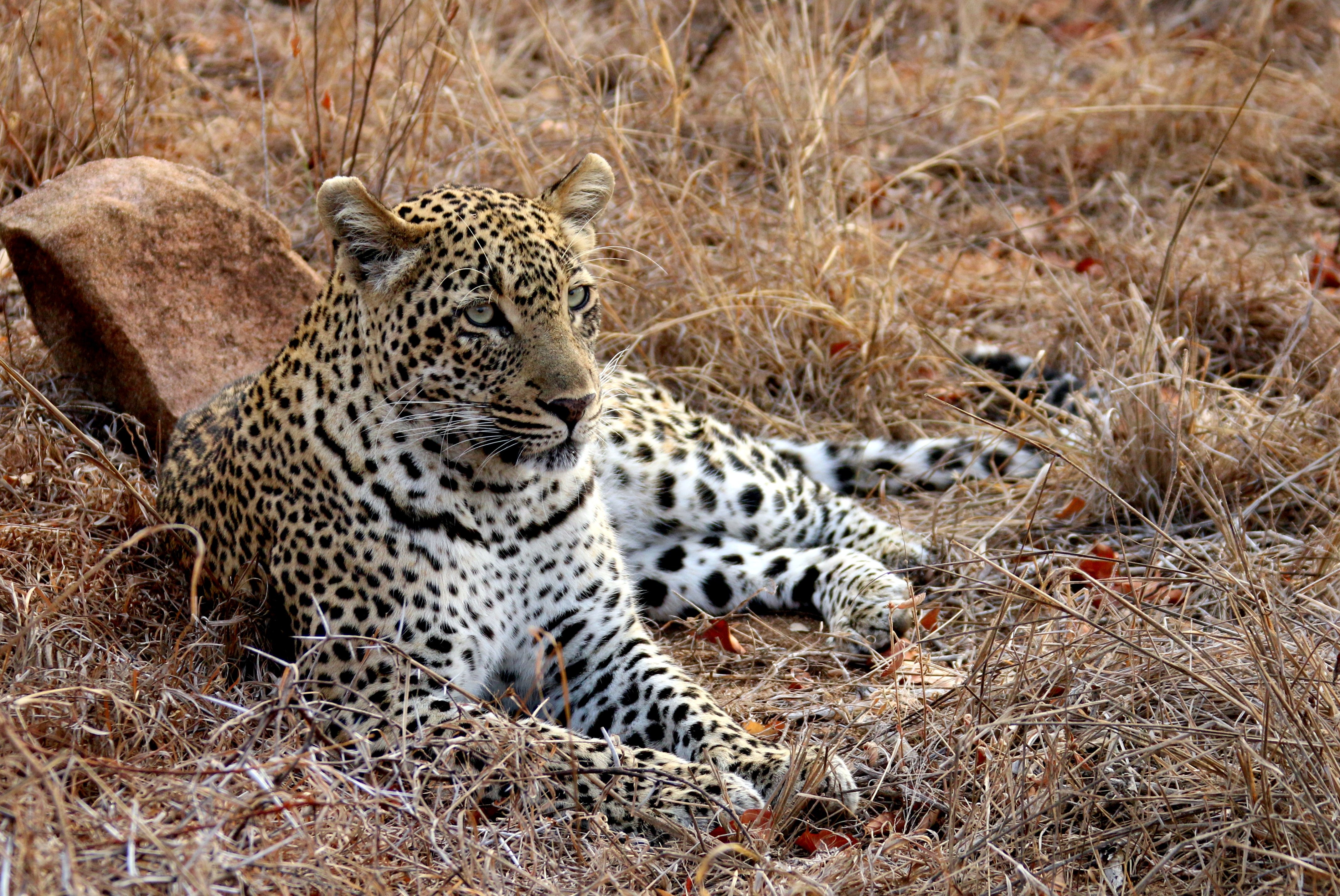 381974 Bild herunterladen tiere, leopard, entspannen, katzen - Hintergrundbilder und Bildschirmschoner kostenlos