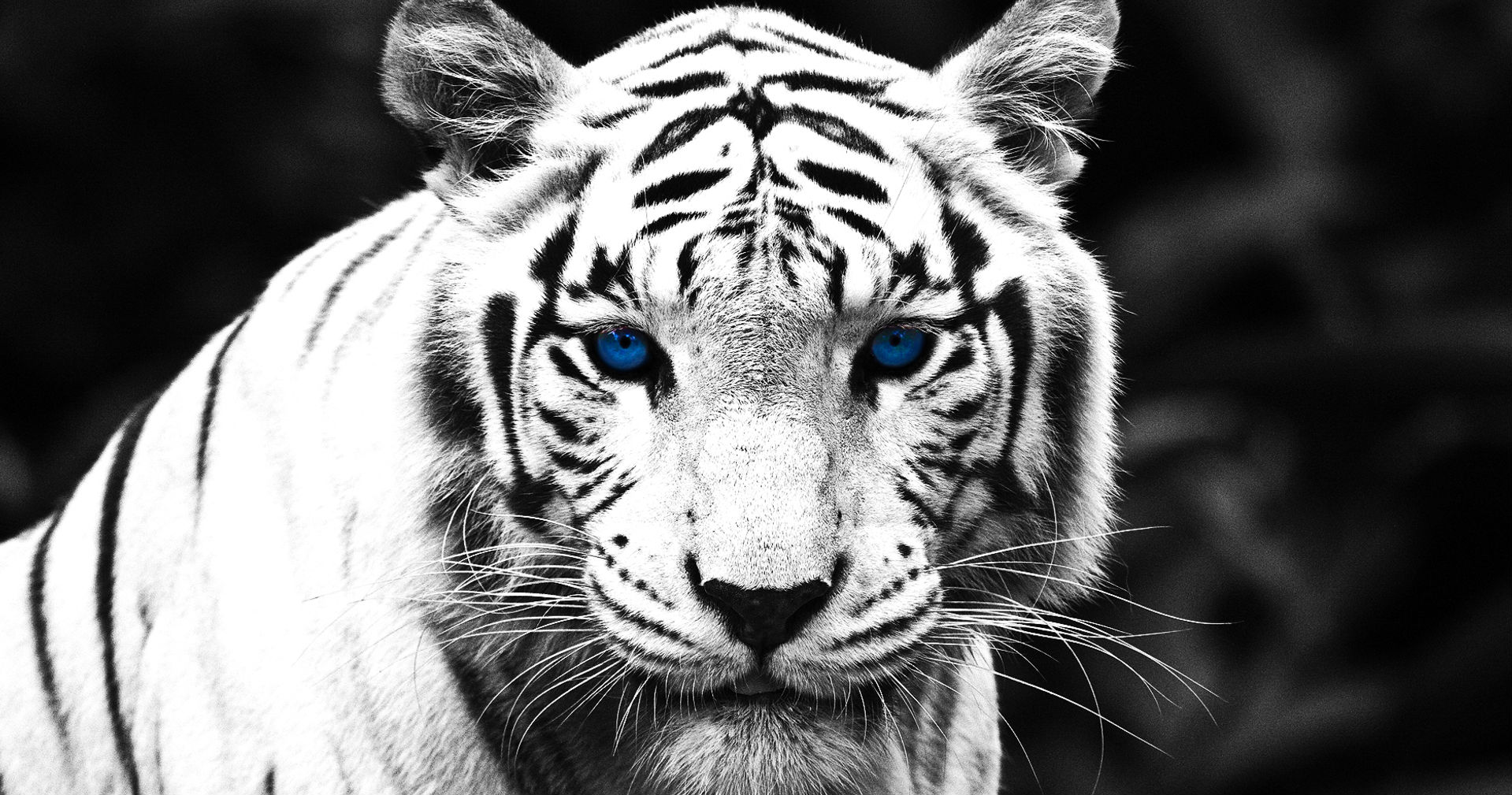 white tiger, animal